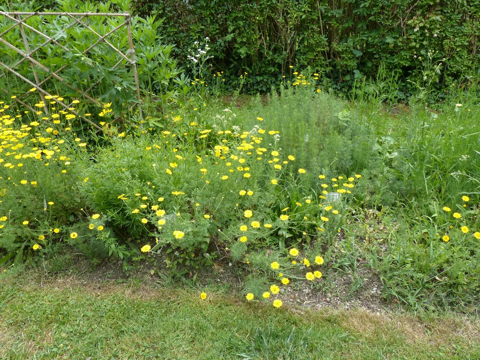 Golden Marguerite (Anthemis Tinctoria) — approximately 1 to 2 inches in diameter; drought tolerance and minimal maintenance make it a practical, image 85