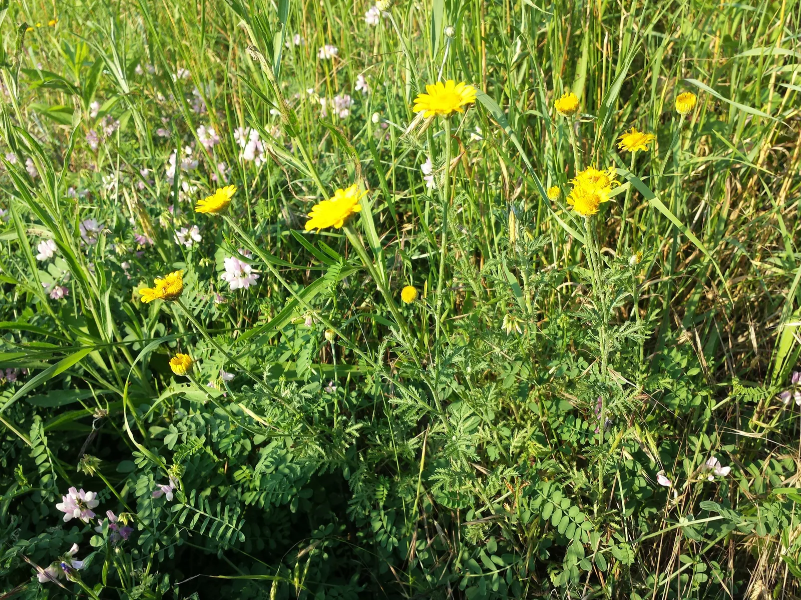 Golden Marguerite (Anthemis Tinctoria) — create a sea of warm color atop a dense mound of ferny green foliage