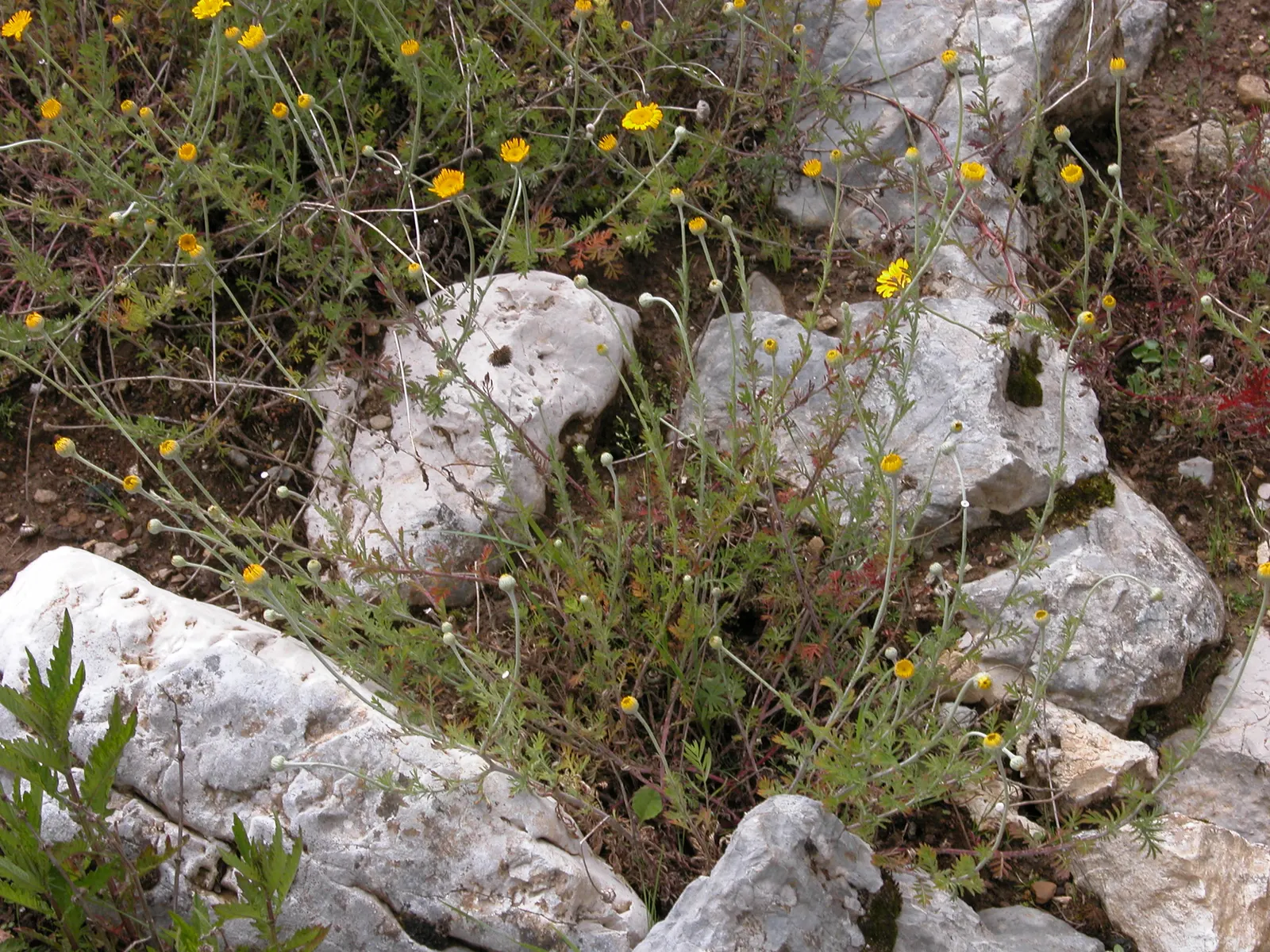 Golden Marguerite (Anthemis Tinctoria) — is a vibrant perennial herb famed for its daisy-like floral display; offering a striking contrast when, image 138