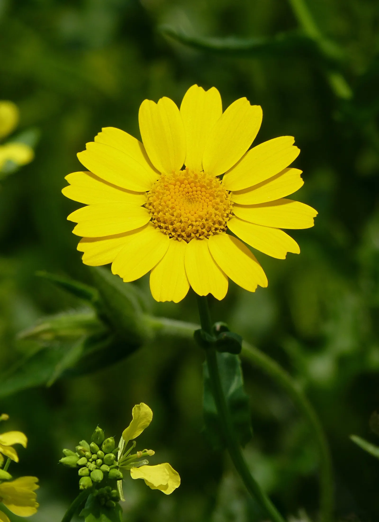 Golden Marguerite (Anthemis Tinctoria) — scientifically known as Anthemis tinctoria; as an invaluable asset to any garden, image 137