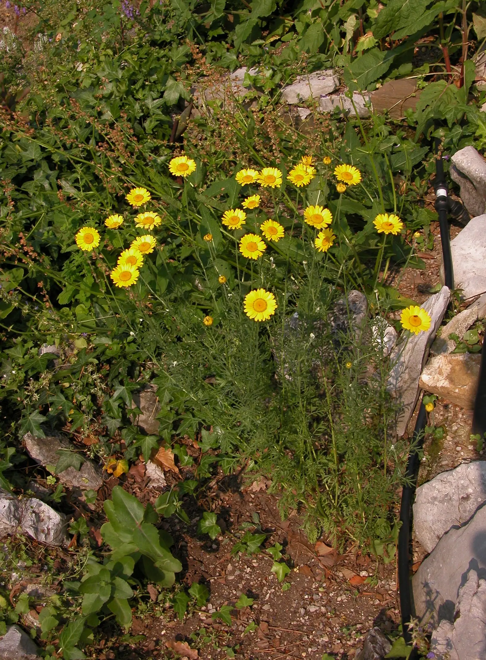 Golden Marguerite (Anthemis Tinctoria) — perennial with yellow blooms; approximately 1 to 2 inches in diameter