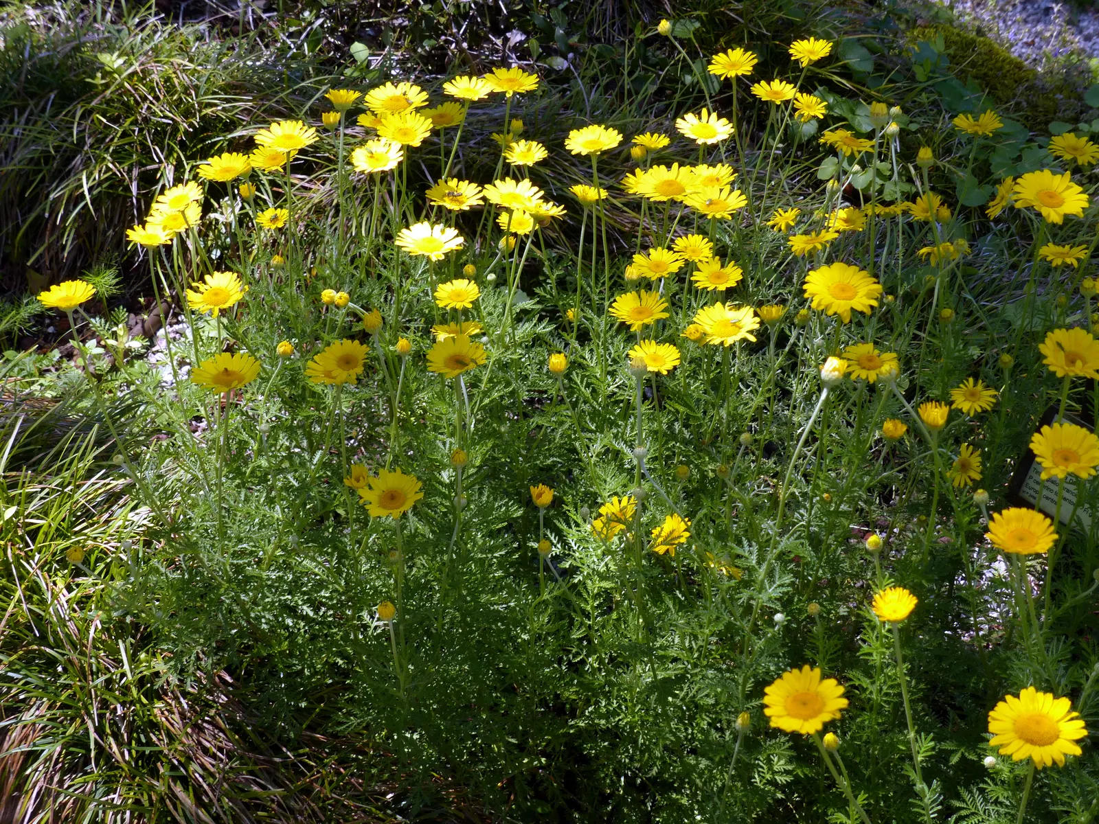 Golden Marguerite (Anthemis Tinctoria) — this species typically reaches a mature height of 18 to 36 inches with a spread of roughly 12 to 24 inches; the