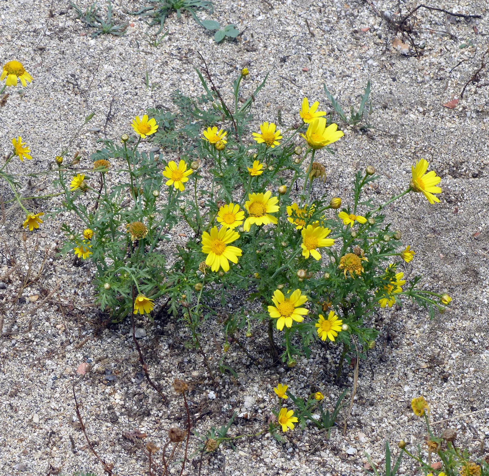 Golden Marguerite (Anthemis Tinctoria) — scientifically known as Anthemis tinctoria; as an invaluable asset to any garden, image 118