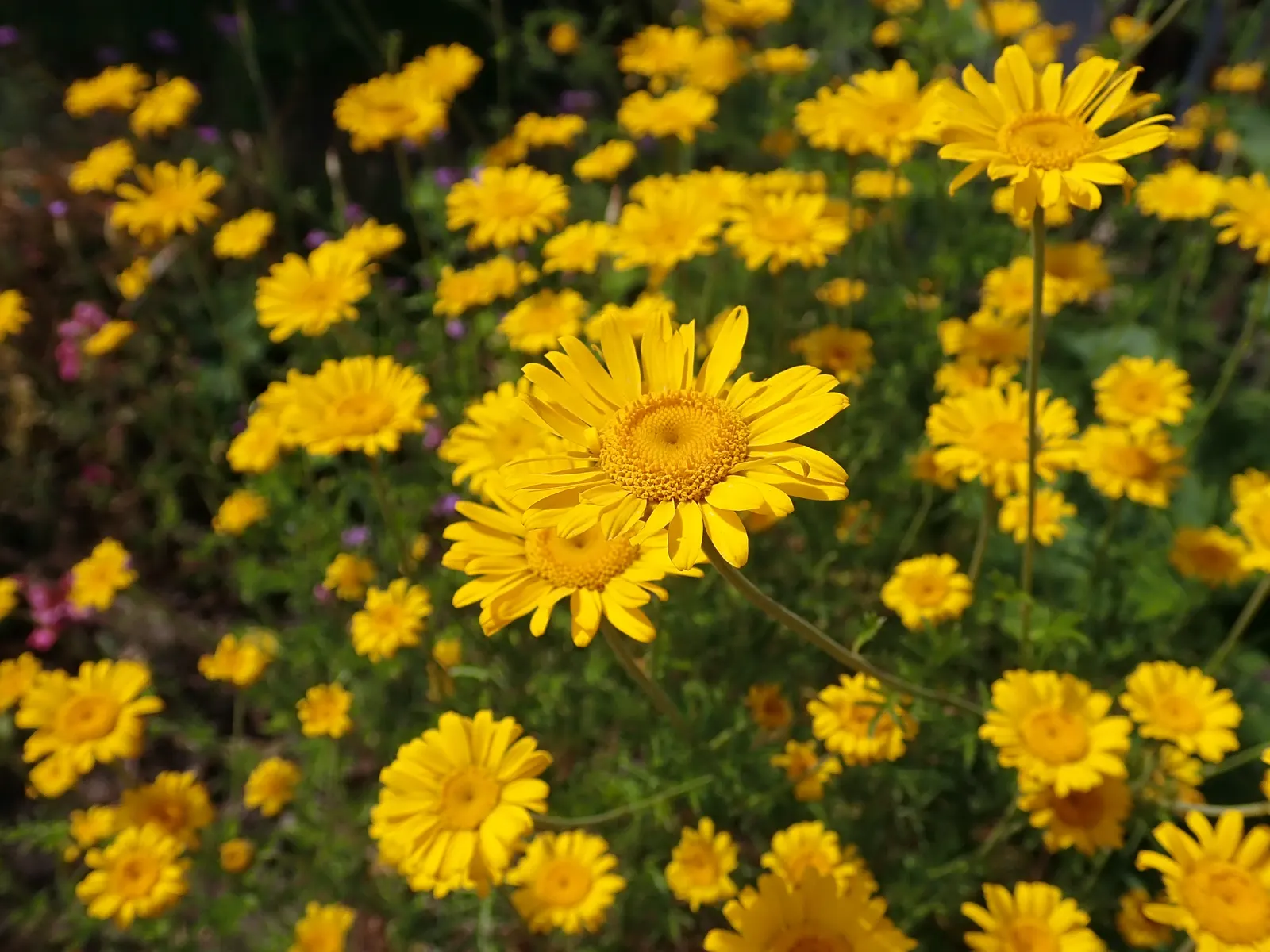 Golden Marguerite (Anthemis Tinctoria) — create a sea of warm color atop a dense mound of ferny green foliage, image 124
