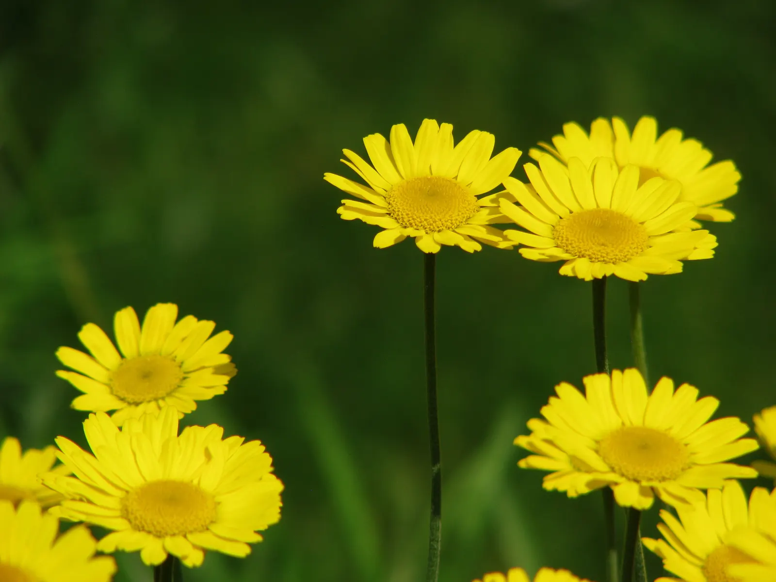 Golden Marguerite (Anthemis Tinctoria) — It prefers well-drained soil of average fertility; yellow flowers in the garden, image 68