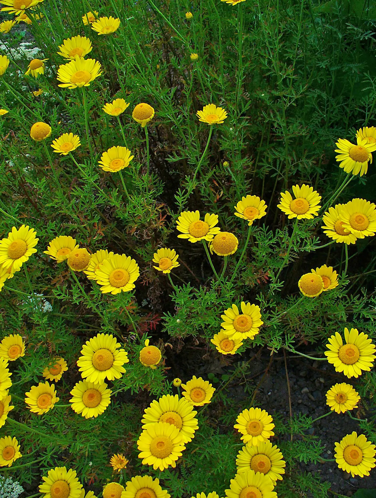 Golden Marguerite (Anthemis Tinctoria) — Drought tolerance and minimal maintenance make it a practical choice for vibrant, hassle-free landscapes, image 60