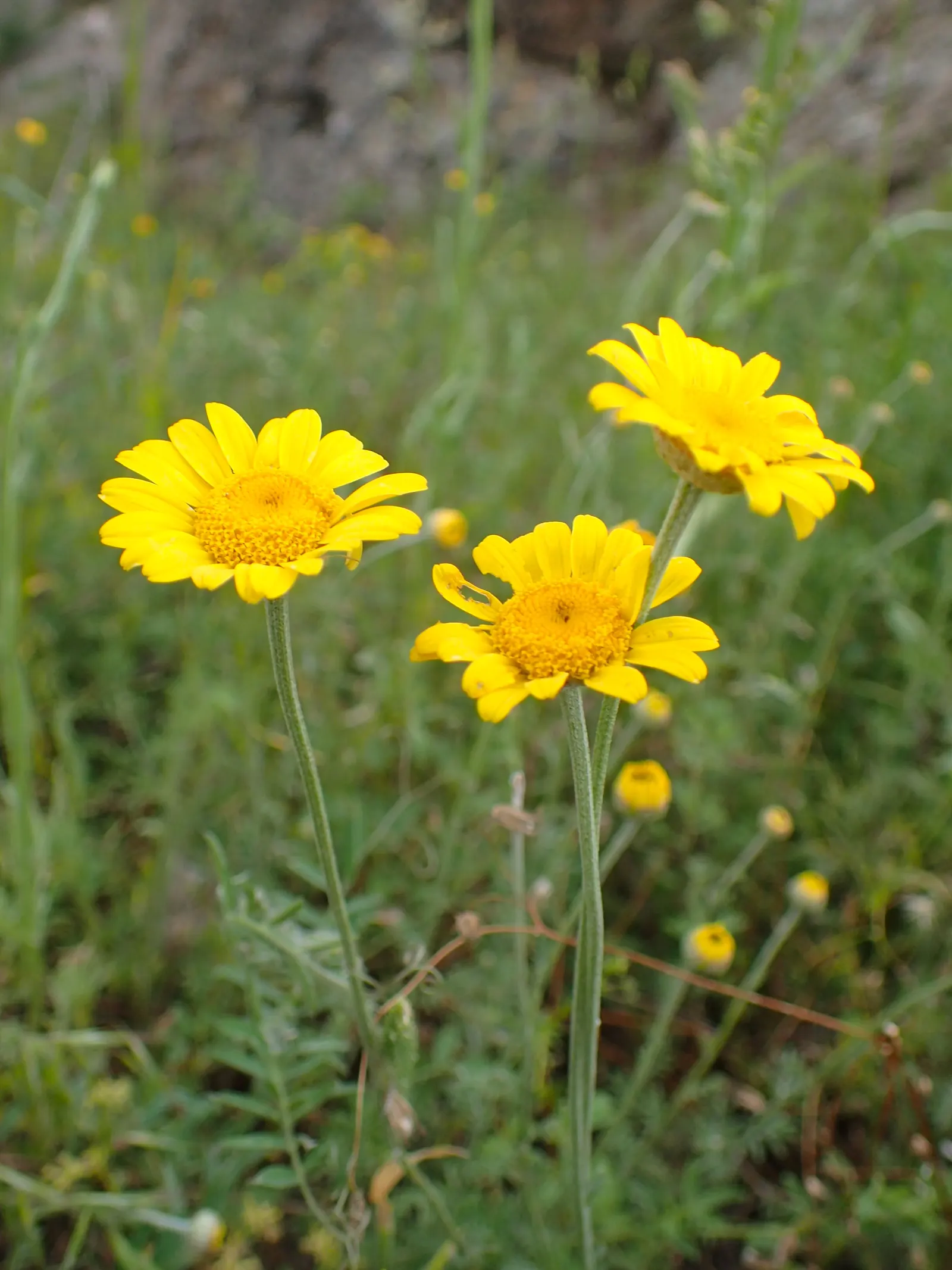 Golden Marguerite (Anthemis Tinctoria) — scientifically known as Anthemis tinctoria; as an invaluable asset to any garden, image 42