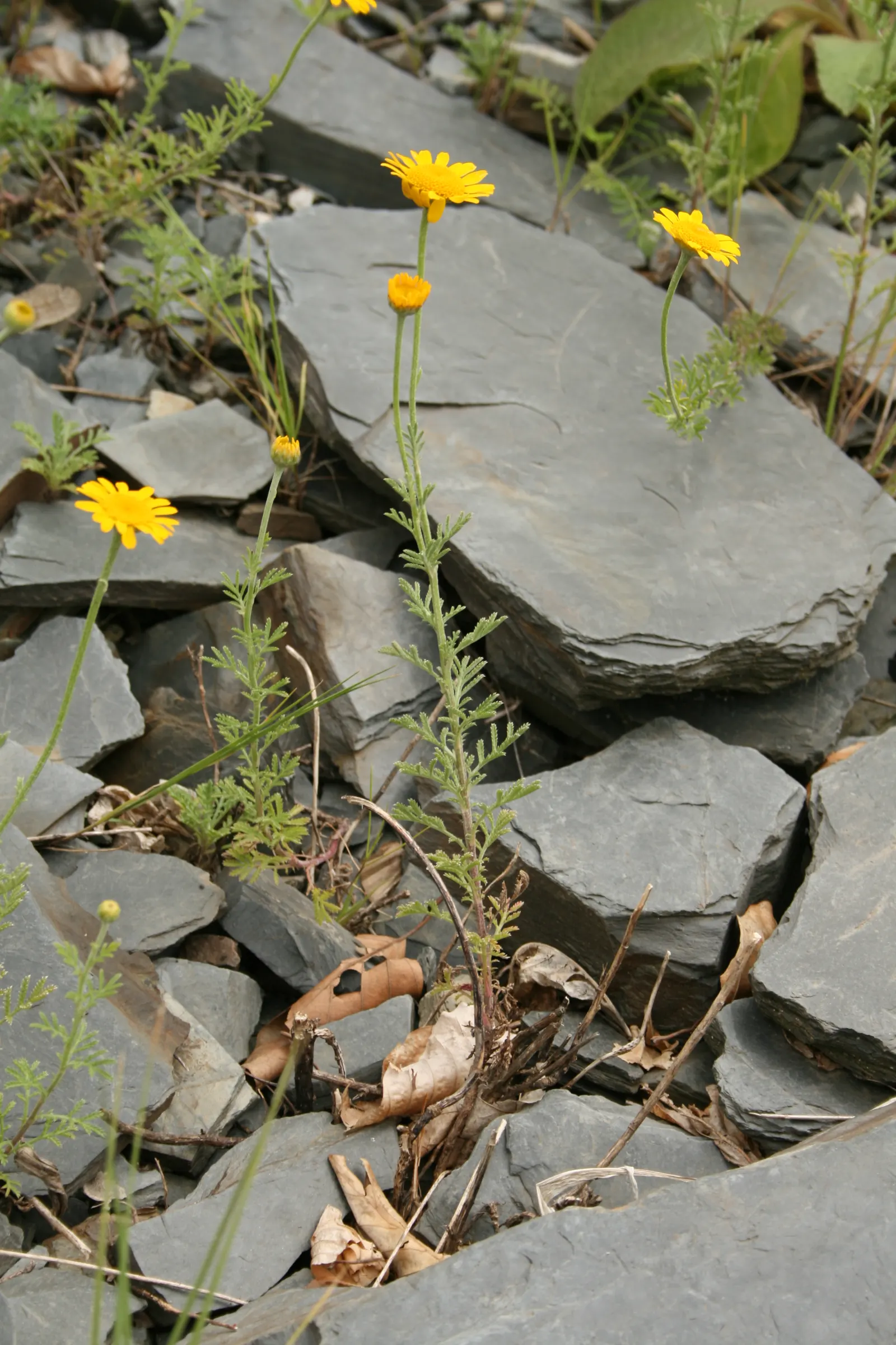 Golden Marguerite (Anthemis Tinctoria) — create a sea of warm color atop a dense mound of ferny green foliage, image 48