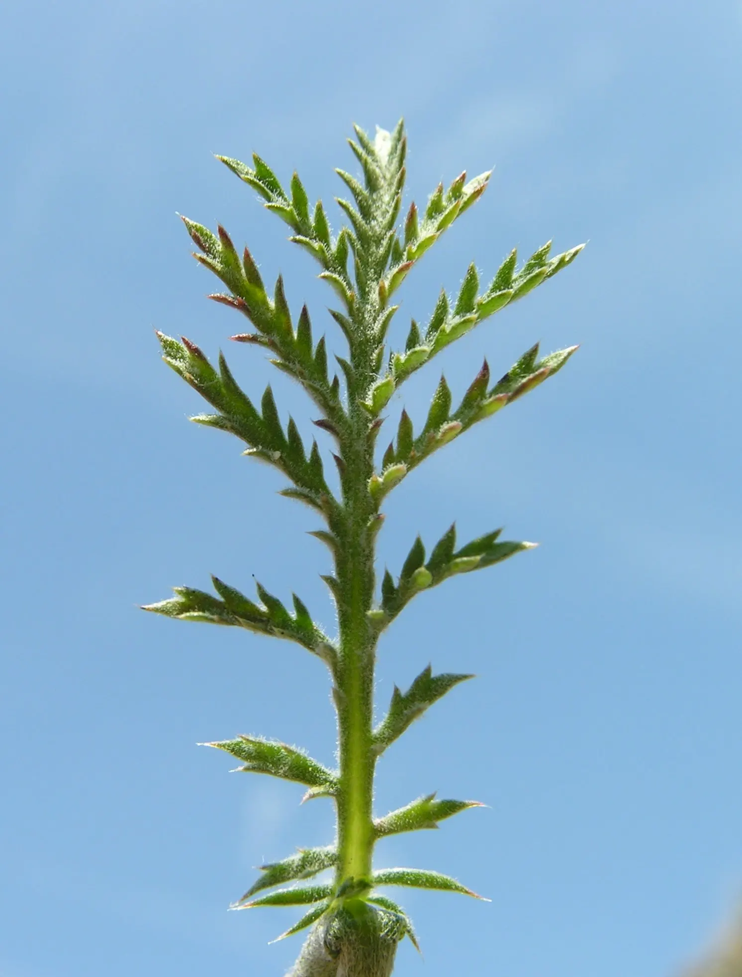 Golden Marguerite (Anthemis Tinctoria) — approximately 1 to 2 inches in diameter; drought tolerance and minimal maintenance make it a practical, image 123