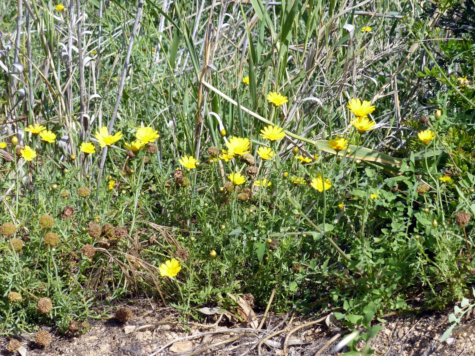 Golden Marguerite (Anthemis Tinctoria) — It prefers well-drained soil of average fertility; yellow flowers in the garden
