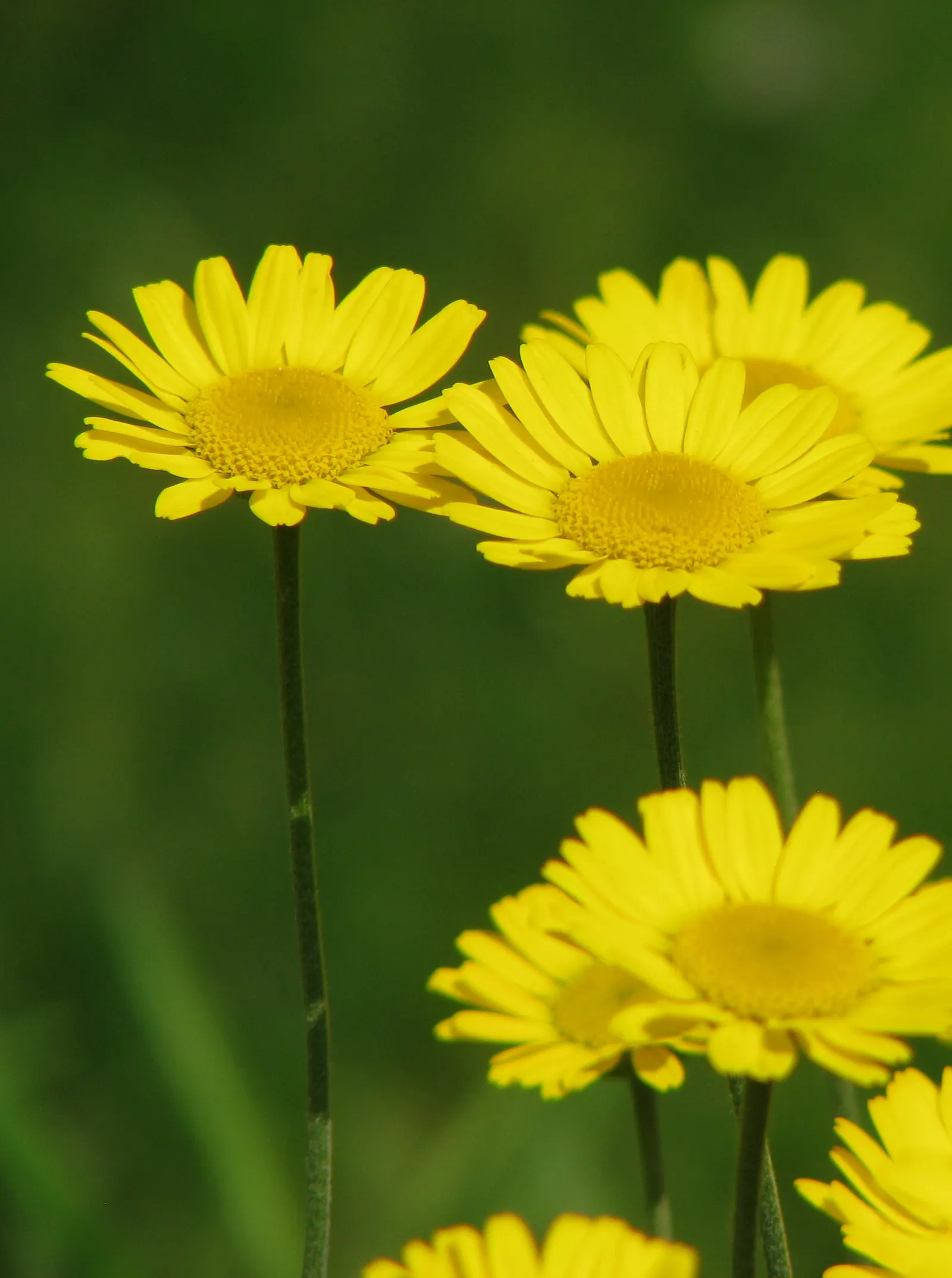 Golden Marguerite (Anthemis Tinctoria) — offering a striking contrast when paired with plants of cooler colors; and while it is relatively drought-tolerant
