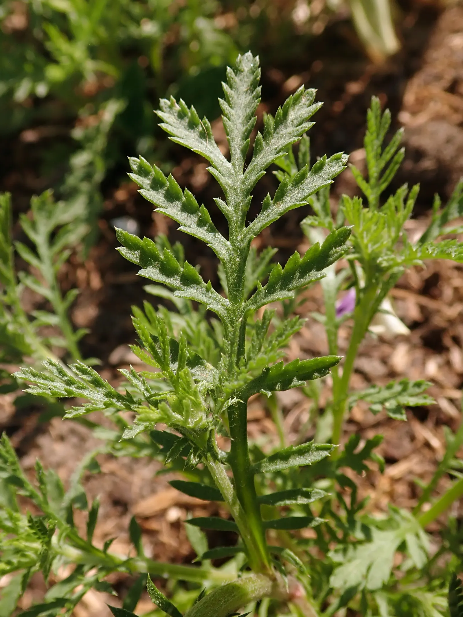 Golden Marguerite (Anthemis Tinctoria) — As an invaluable asset to any garden; thriving in USDA zones 3-7, it flourishes in full sun, reaching a, image 139
