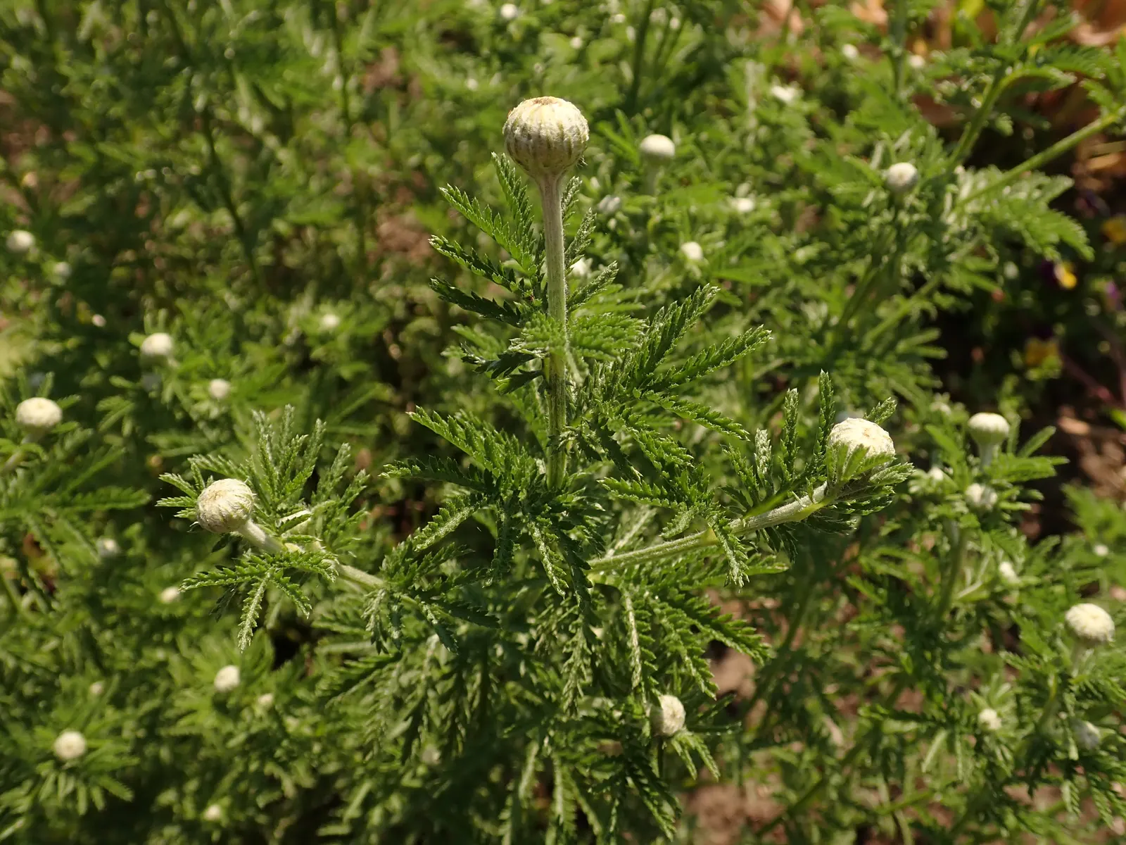 Golden Marguerite (Anthemis Tinctoria) — is a vibrant perennial herb famed for its daisy-like floral display; offering a striking contrast when, image 81