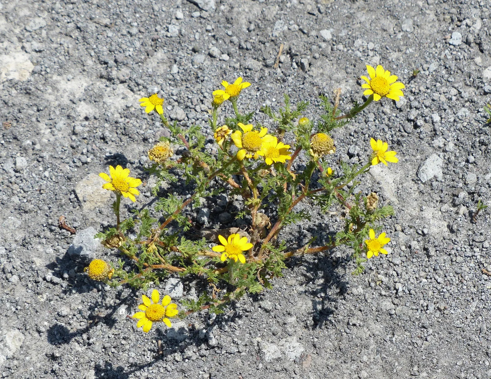 Golden Marguerite (Anthemis Tinctoria) — The golden-yellow blossoms; deadheading is recommended
