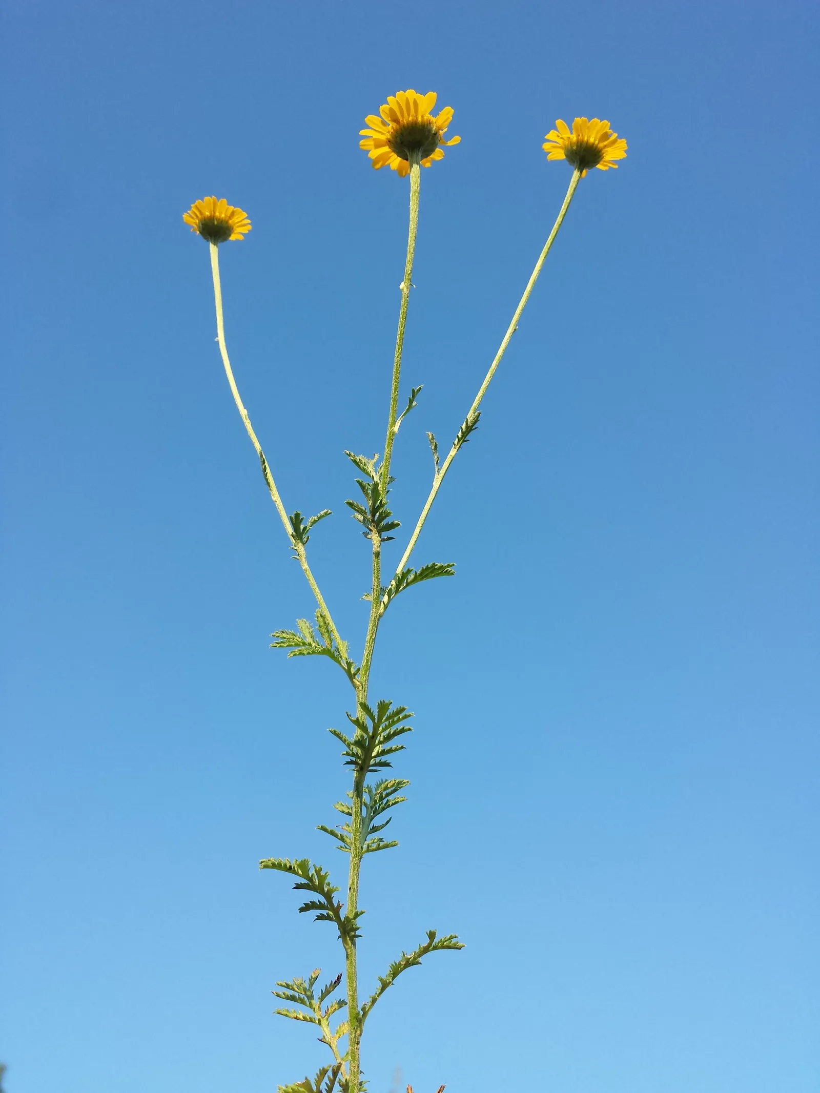 Golden Marguerite (Anthemis Tinctoria) — perennial for full or half; the Golden Marguerite will reward the landscape with a long-lasting display of, image 114