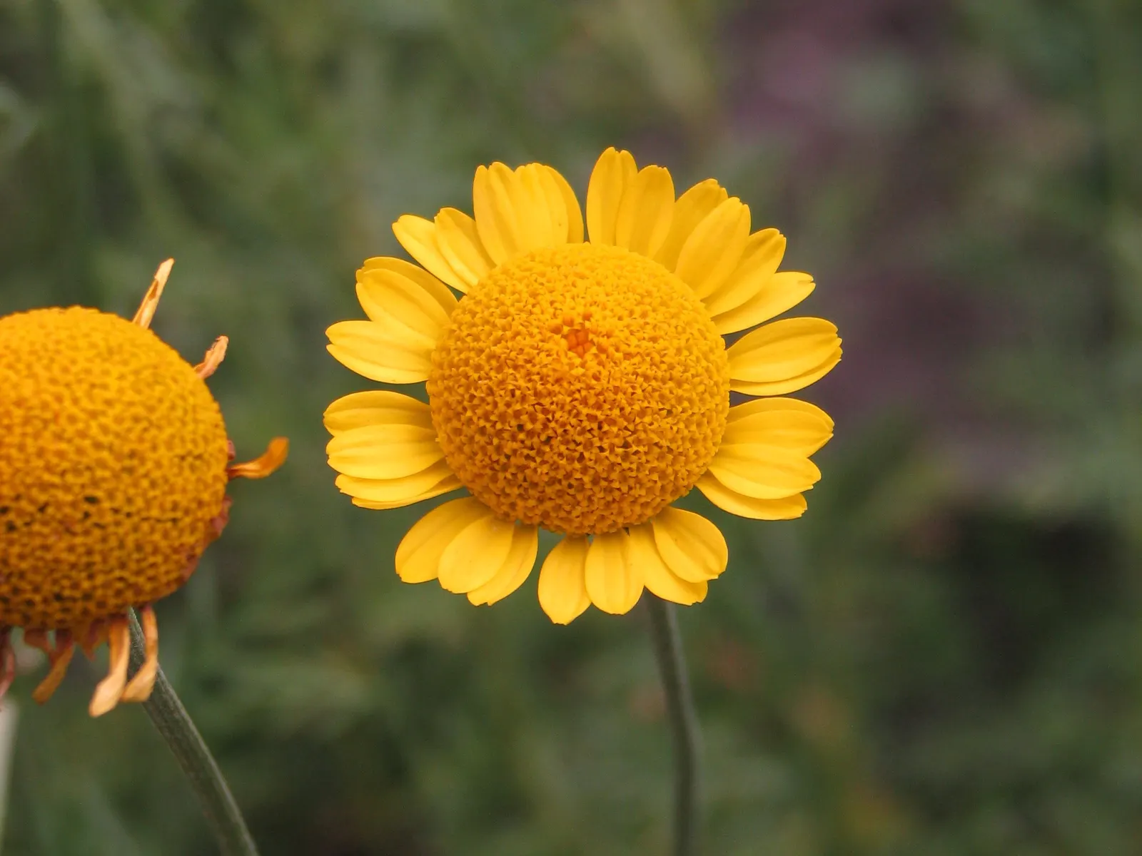 Golden Marguerite (Anthemis Tinctoria) — Ideal for borders, its flowering season spans from early summer to fall; it prefers well-drained soil of, image 59