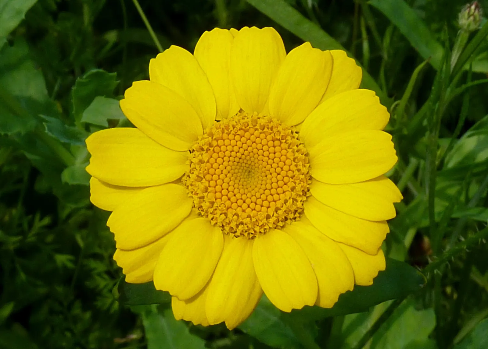 Golden Marguerite (Anthemis Tinctoria) — approximately 1 to 2 inches in diameter; drought tolerance and minimal maintenance make it a practical, image 104