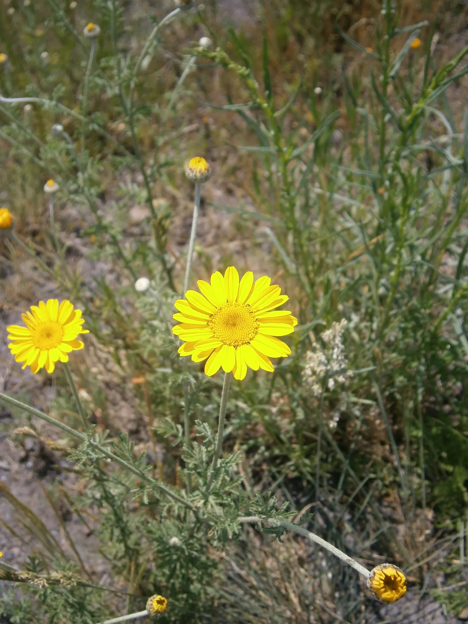 Golden Marguerite (Anthemis Tinctoria) — Ideal for borders, its flowering season spans from early summer to fall; it prefers well-drained soil of, image 135