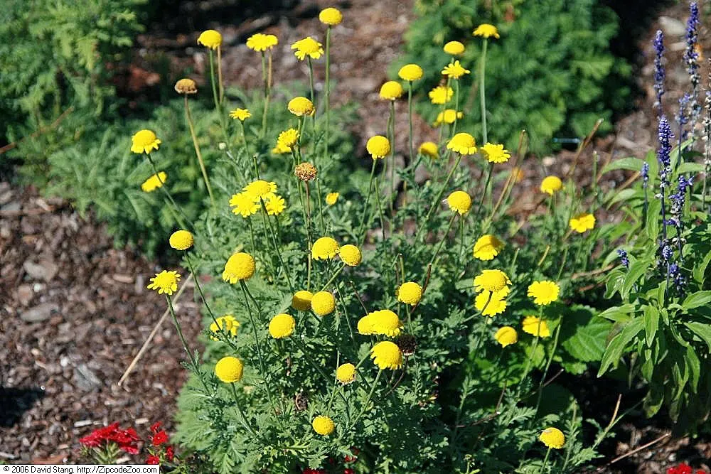 Golden Marguerite (Anthemis Tinctoria) — deadheading is recommended; this species typically reaches a mature height of 18 to 36 inches with a, image 91