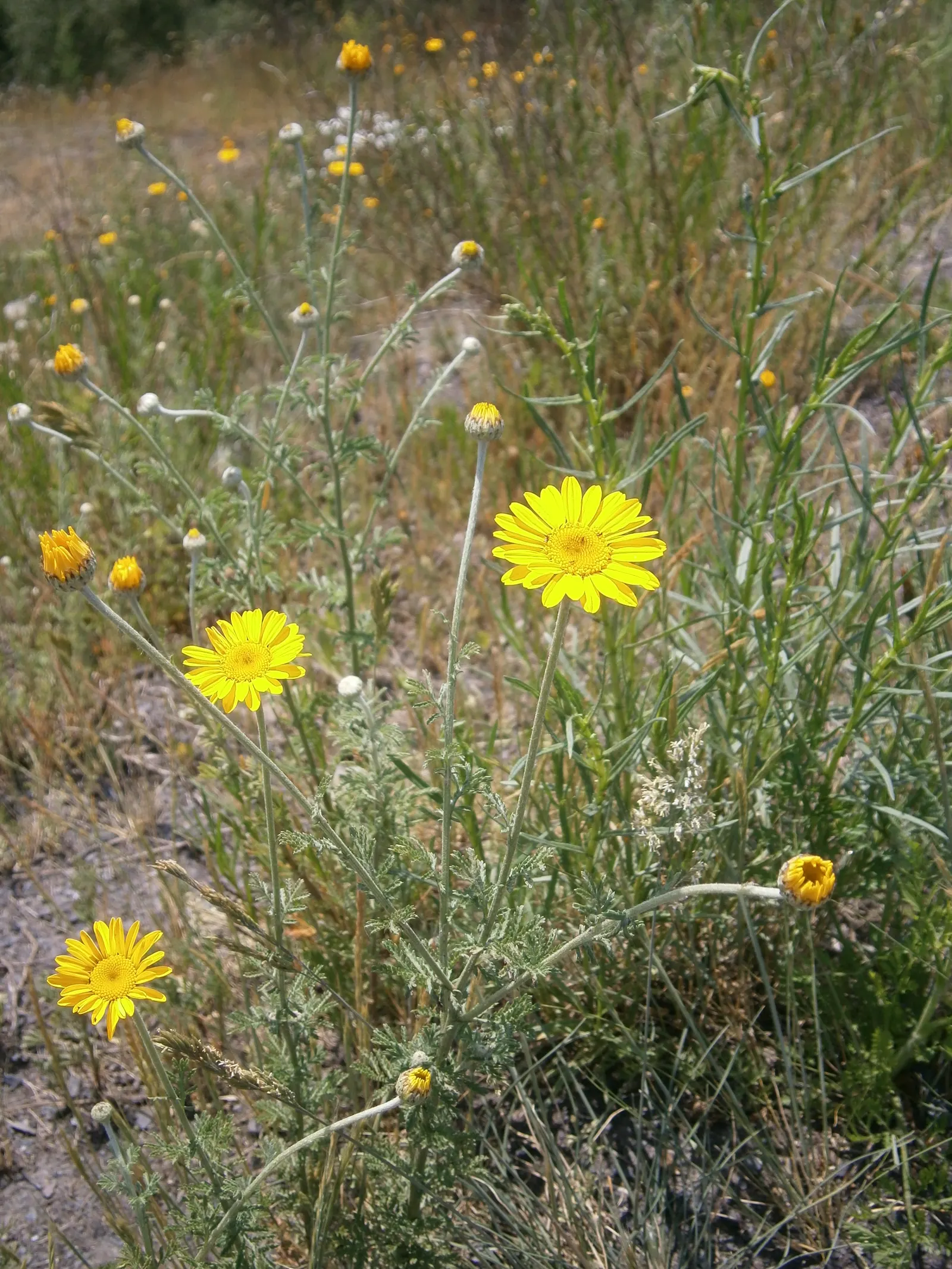 Golden Marguerite (Anthemis Tinctoria) — the Golden Marguerite will reward the landscape with a long-lasting display of vivacious charm; its, image 111