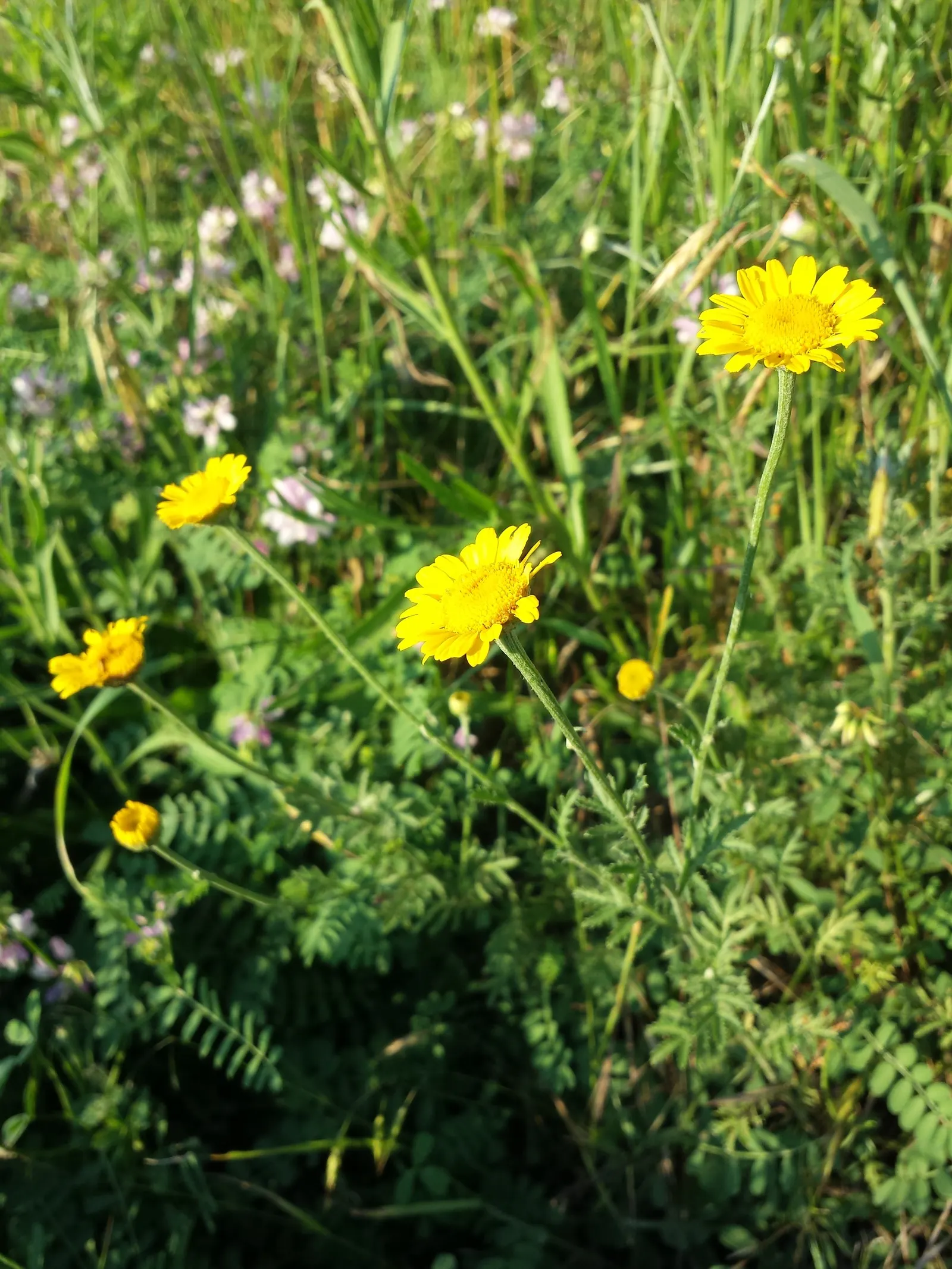 Golden Marguerite (Anthemis Tinctoria) — yellow flowers in the garden; ideal for borders, its flowering season spans from early summer to fall, image 131