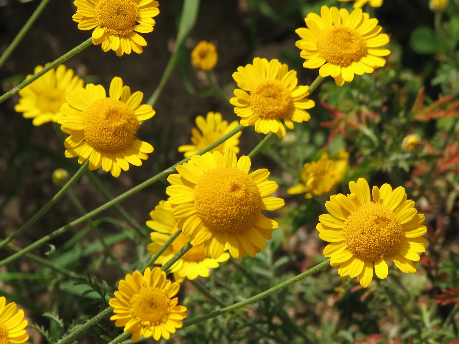 Golden Marguerite (Anthemis Tinctoria) — Ideal for borders, its flowering season spans from early summer to fall; it prefers well-drained soil of, image 116
