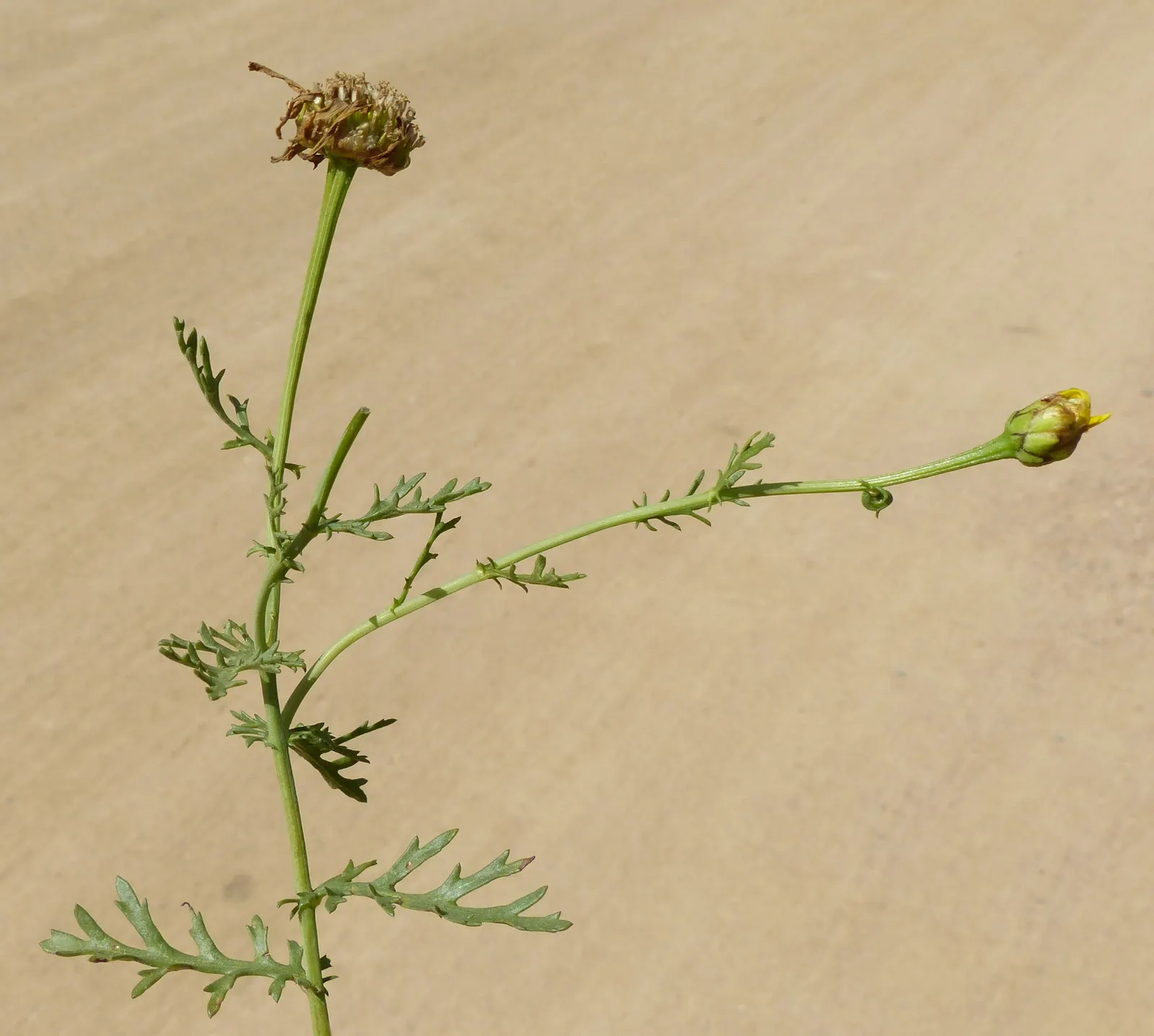 Golden Marguerite (Anthemis Tinctoria) — perennial with yellow blooms; approximately 1 to 2 inches in diameter, image 113
