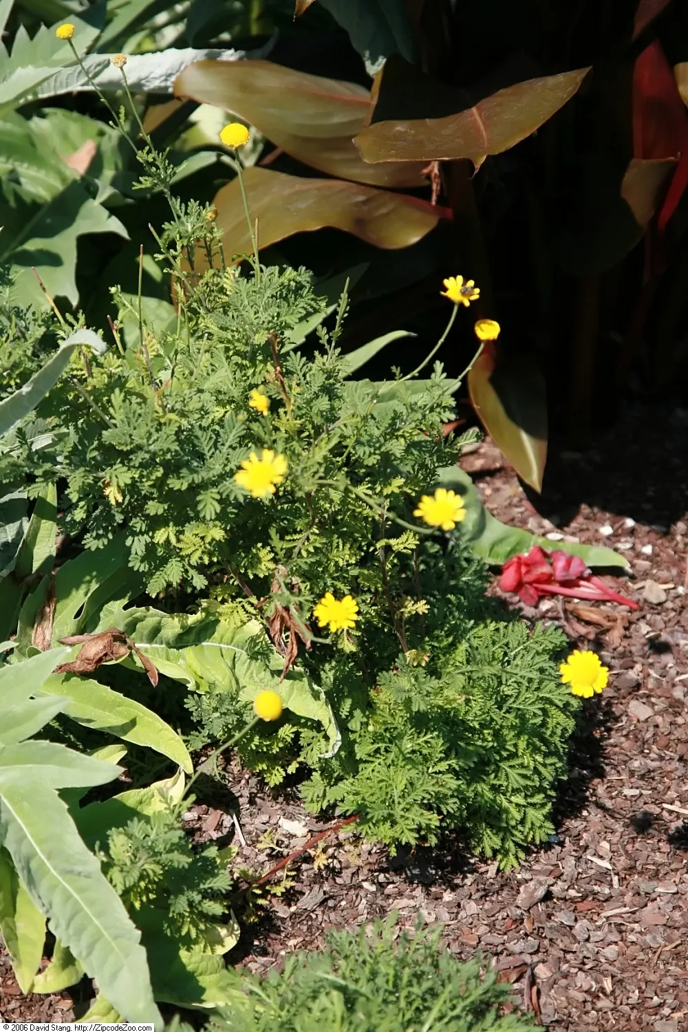 Golden Marguerite (Anthemis Tinctoria) — perennial for full or half