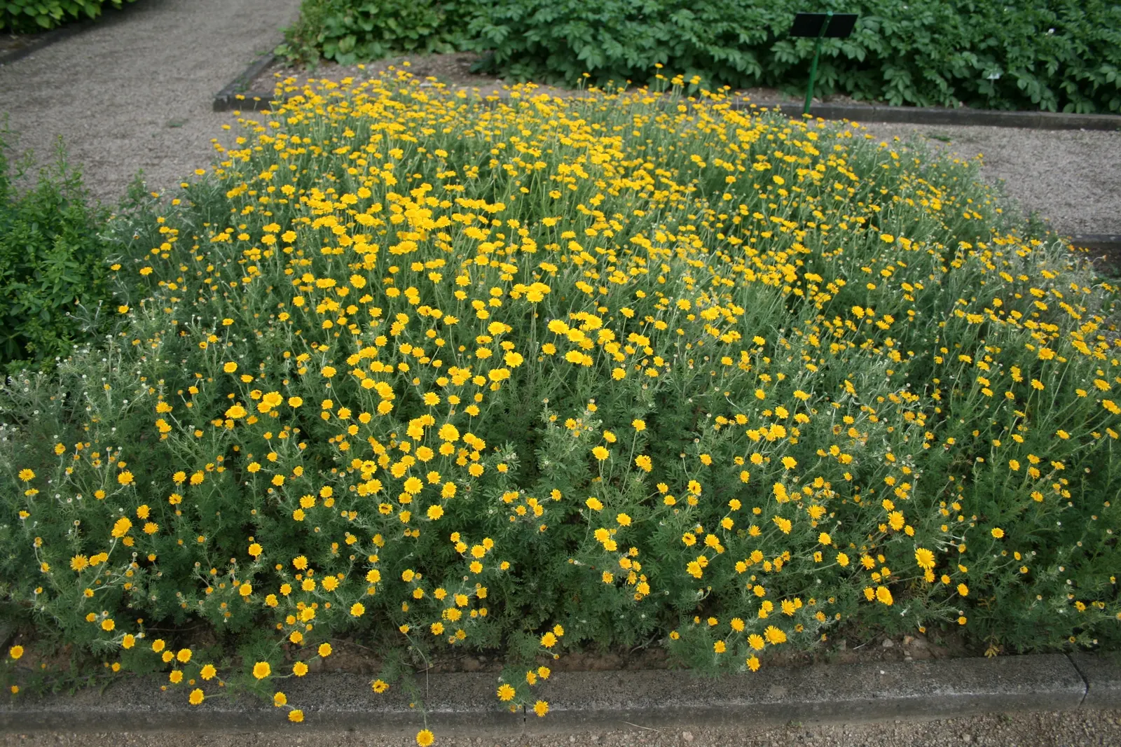 Golden Marguerite (Anthemis Tinctoria) — and while it is relatively drought-tolerant once established; is a vibrant perennial herb famed for its, image 50