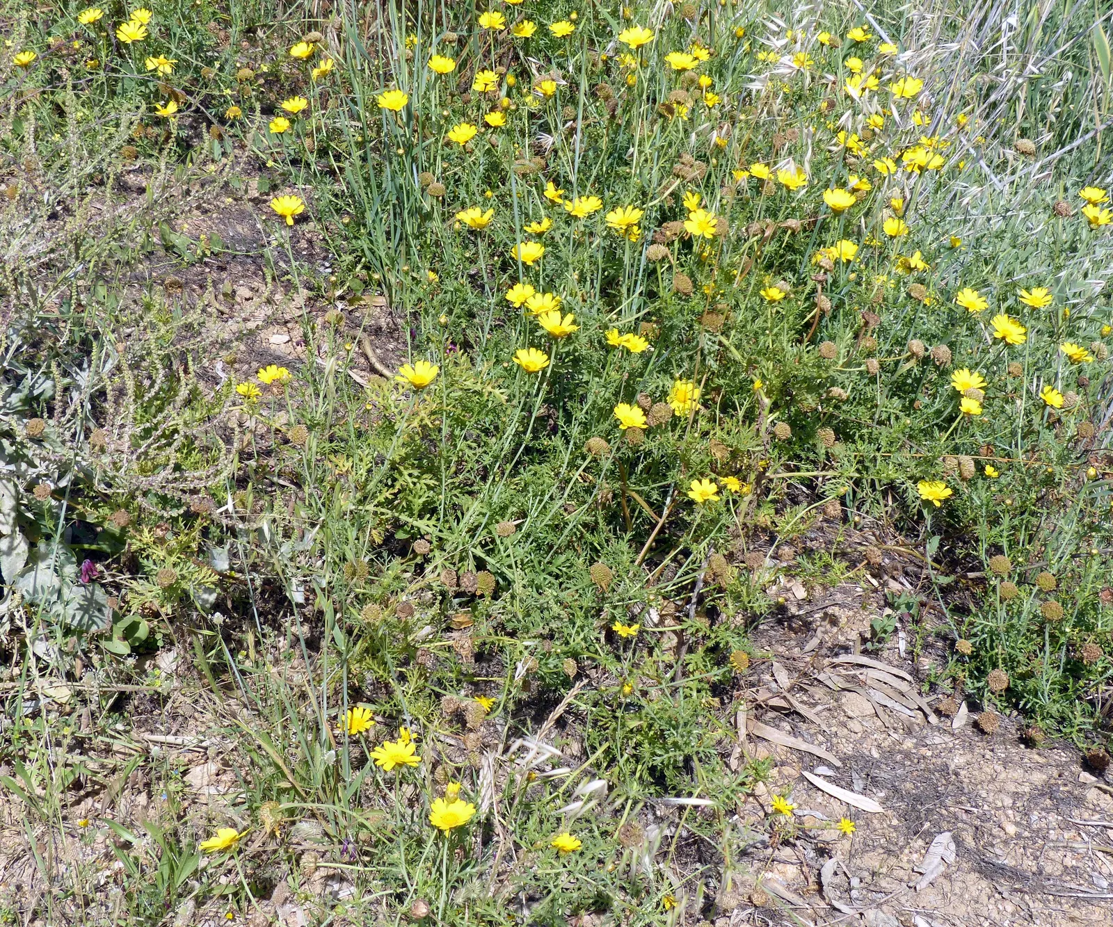 Golden Marguerite (Anthemis Tinctoria) — its blossoms are a magnet for beneficial pollinators such as bees and butterflies