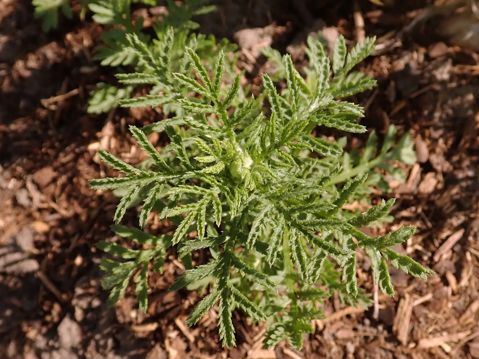 Golden Marguerite (Anthemis Tinctoria) — It prefers well-drained soil of average fertility; yellow flowers in the garden, image 106