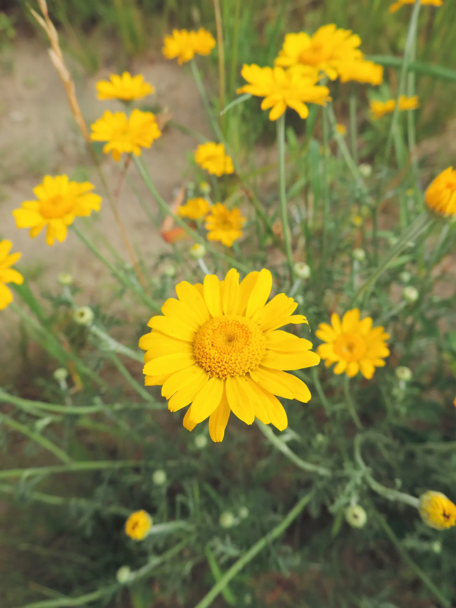 Golden Marguerite (Anthemis Tinctoria) — offering a striking contrast when paired with plants of cooler colors; and while it is relatively, image 127