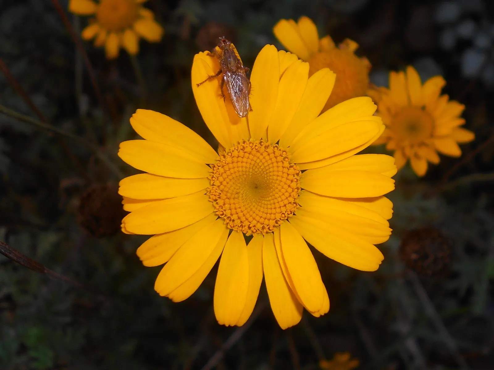 Golden Marguerite (Anthemis Tinctoria) — The golden-yellow blossoms; deadheading is recommended, image 46