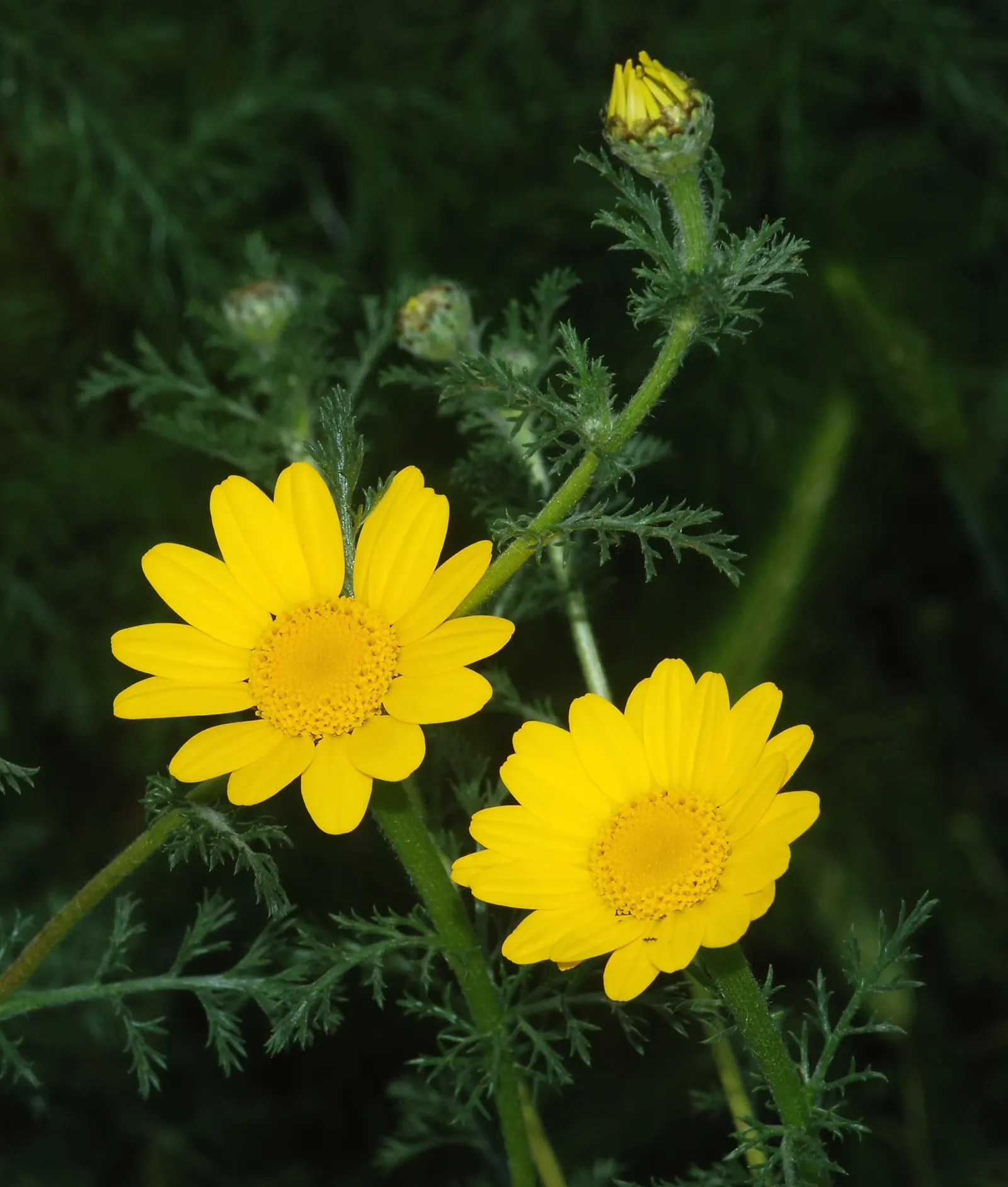 Golden Marguerite (Anthemis Tinctoria) — yellow flowers in the garden; ideal for borders, its flowering season spans from early summer to fall