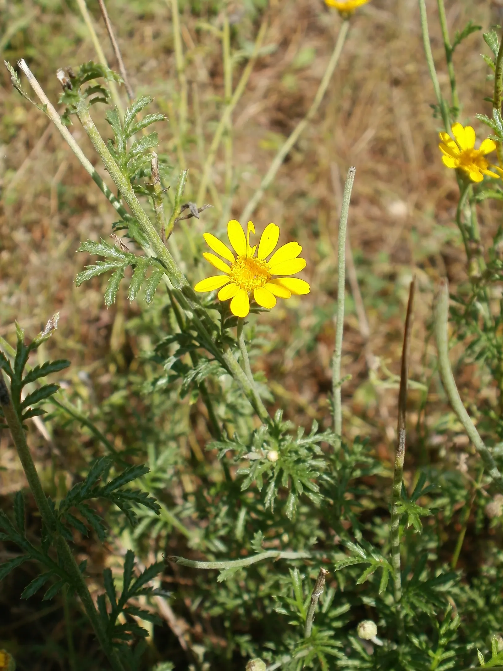 Golden Marguerite (Anthemis Tinctoria) — perennial for full or half; the Golden Marguerite will reward the landscape with a long-lasting display of, image 133