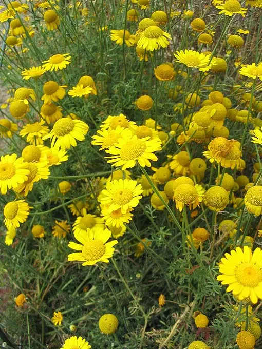Golden Marguerite (Anthemis Tinctoria) — its blossoms are a magnet for beneficial pollinators such as bees and butterflies; perennial for full or, image 109