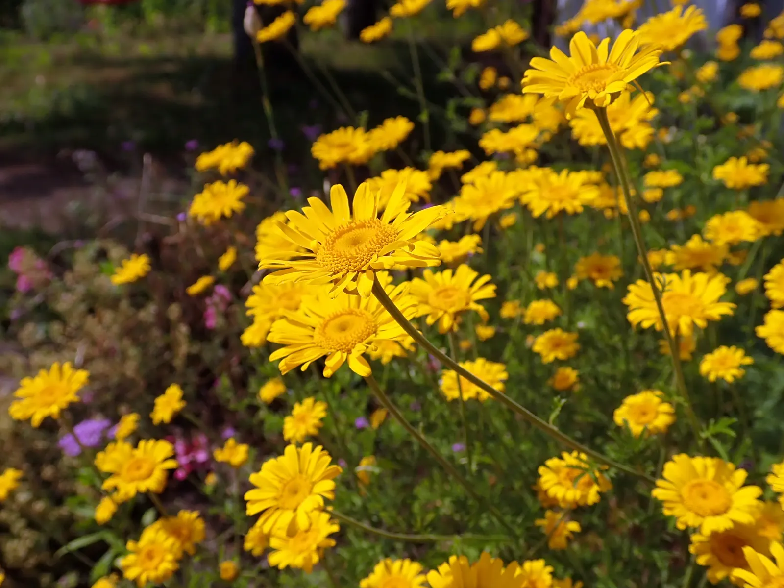 Golden Marguerite (Anthemis Tinctoria) — Thriving in USDA zones 3-7, it flourishes in full sun, reaching a height of 1-2 feet with a similar spread, image 115