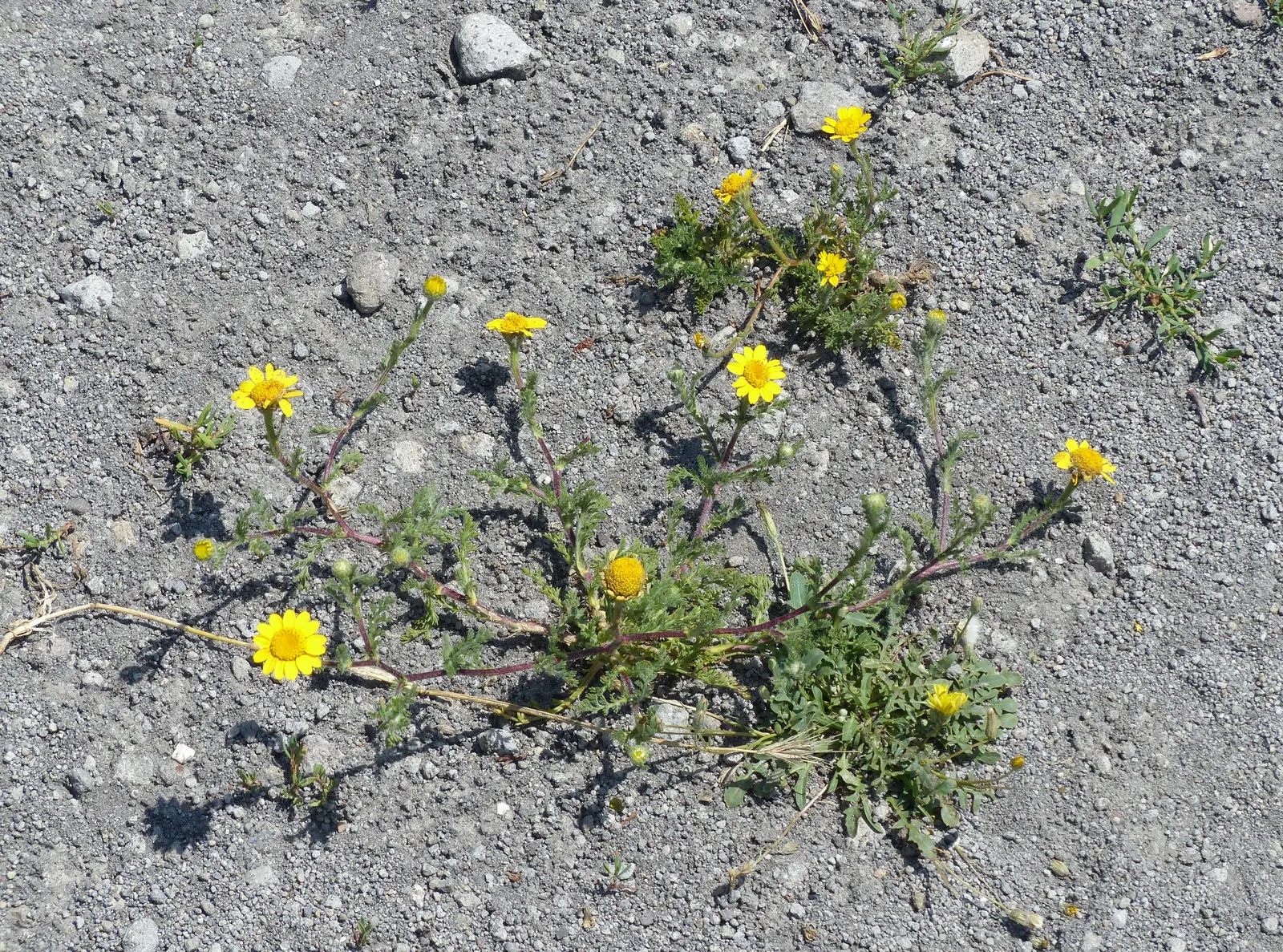Golden Marguerite (Anthemis Tinctoria) — perennial with yellow blooms; approximately 1 to 2 inches in diameter, image 56