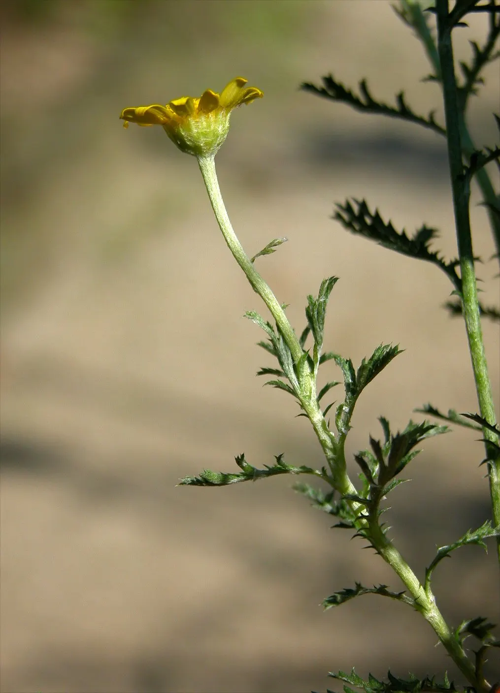 Golden Marguerite (Anthemis Tinctoria) — Ideal for borders, its flowering season spans from early summer to fall; it prefers well-drained soil of, image 40