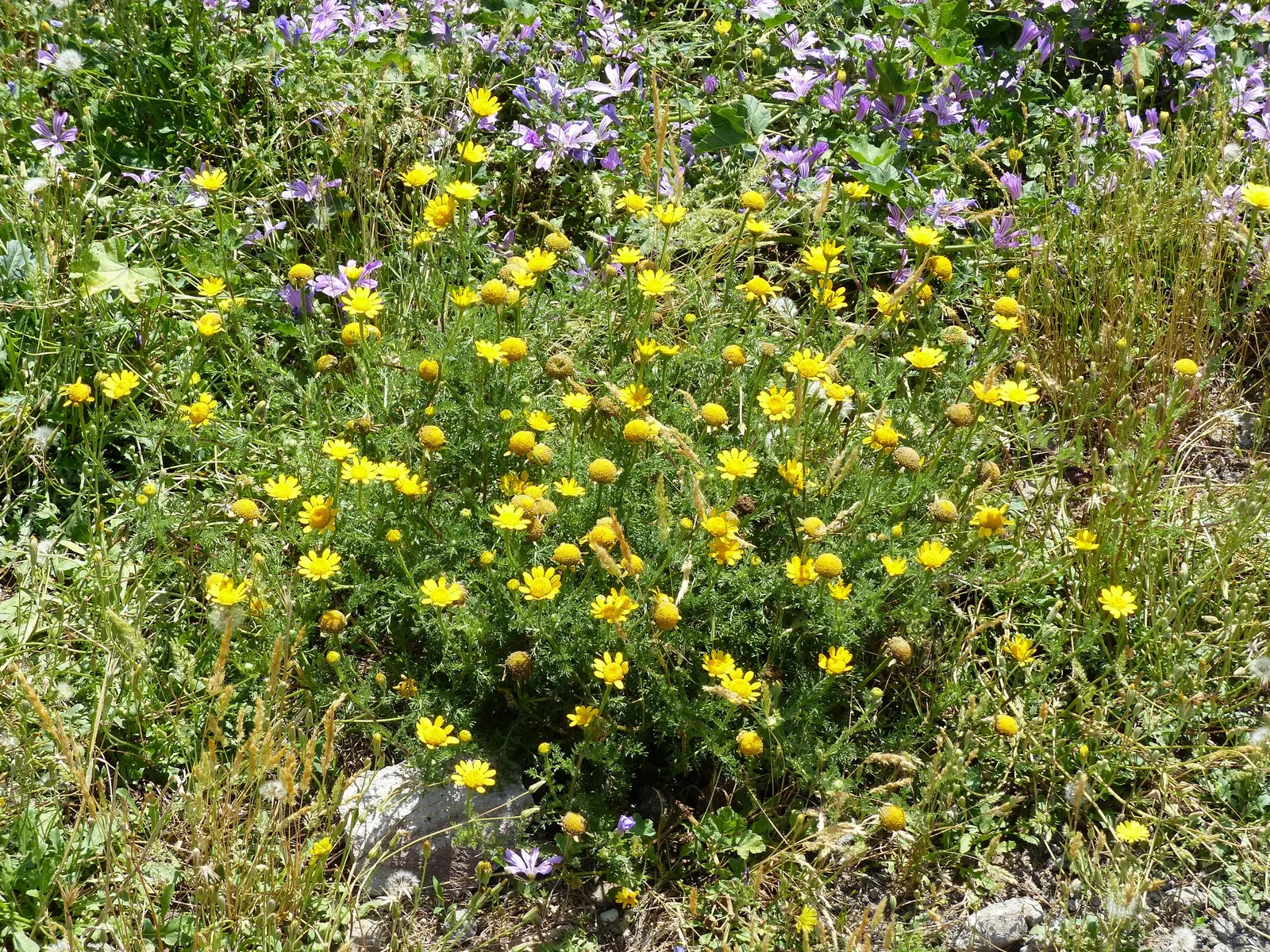 Golden Marguerite (Anthemis Tinctoria) — deadheading is recommended