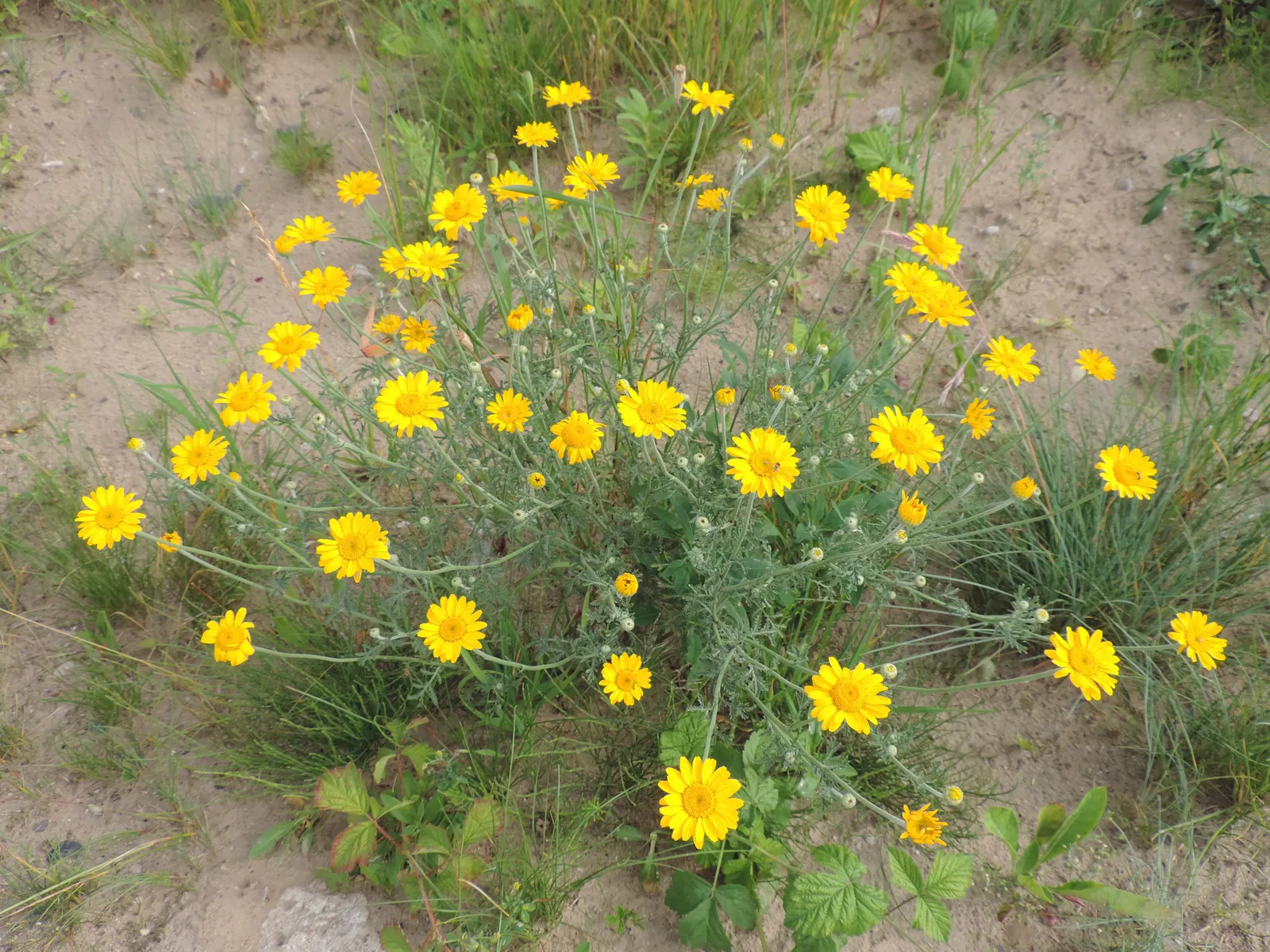 Golden Marguerite (Anthemis Tinctoria) — offering a striking contrast when paired with plants of cooler colors