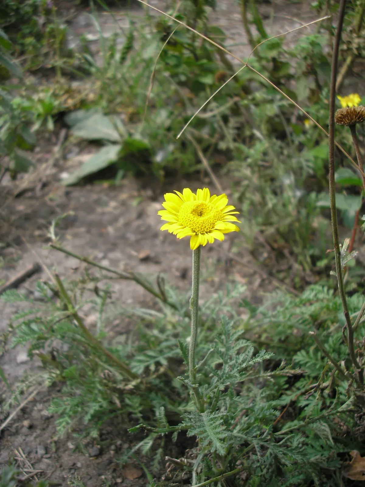 Golden Marguerite (Anthemis Tinctoria) — deadheading is recommended; this species typically reaches a mature height of 18 to 36 inches with a, image 72