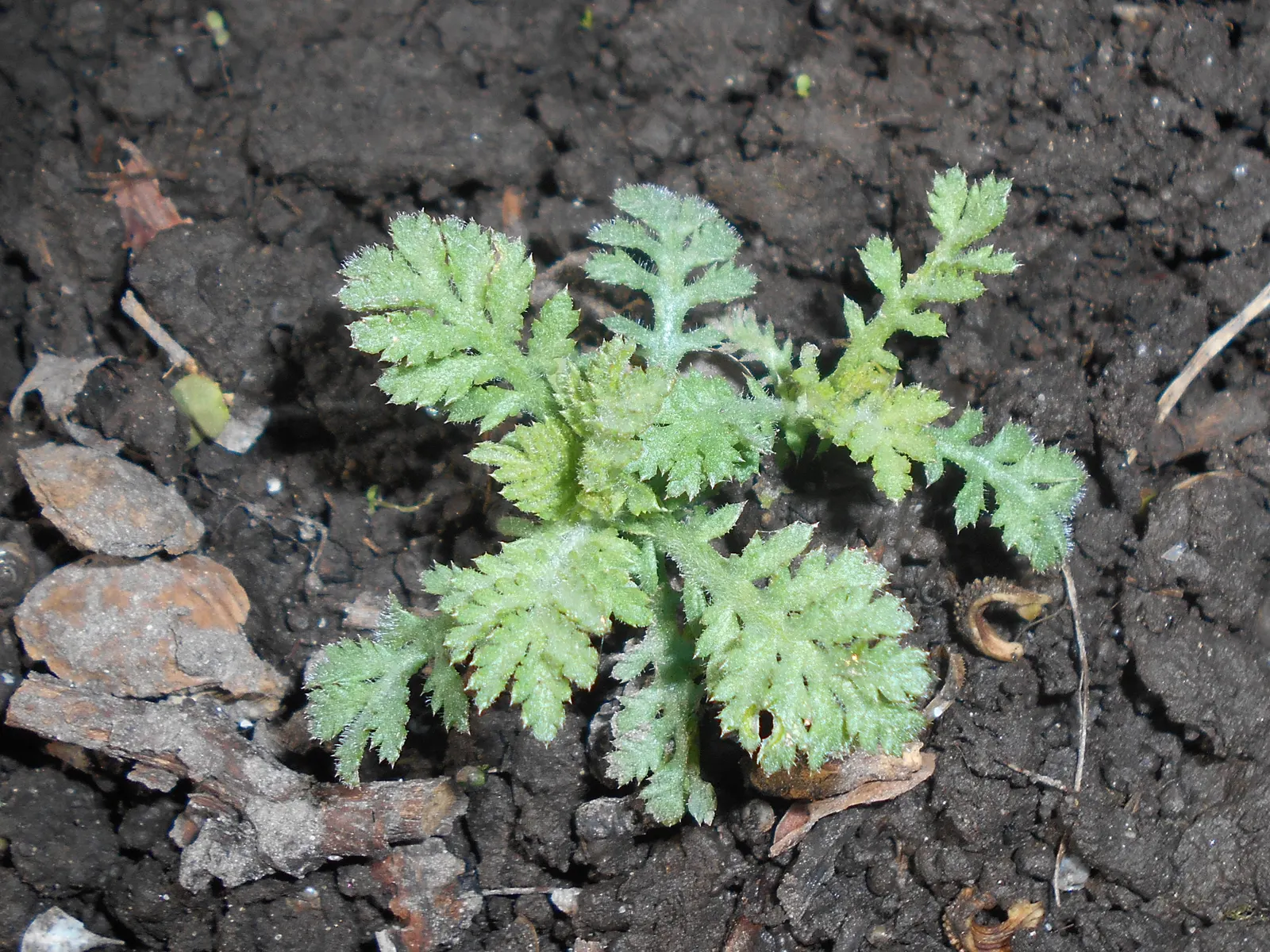 Golden Marguerite (Anthemis Tinctoria) — approximately 1 to 2 inches in diameter; drought tolerance and minimal maintenance make it a practical, image 47