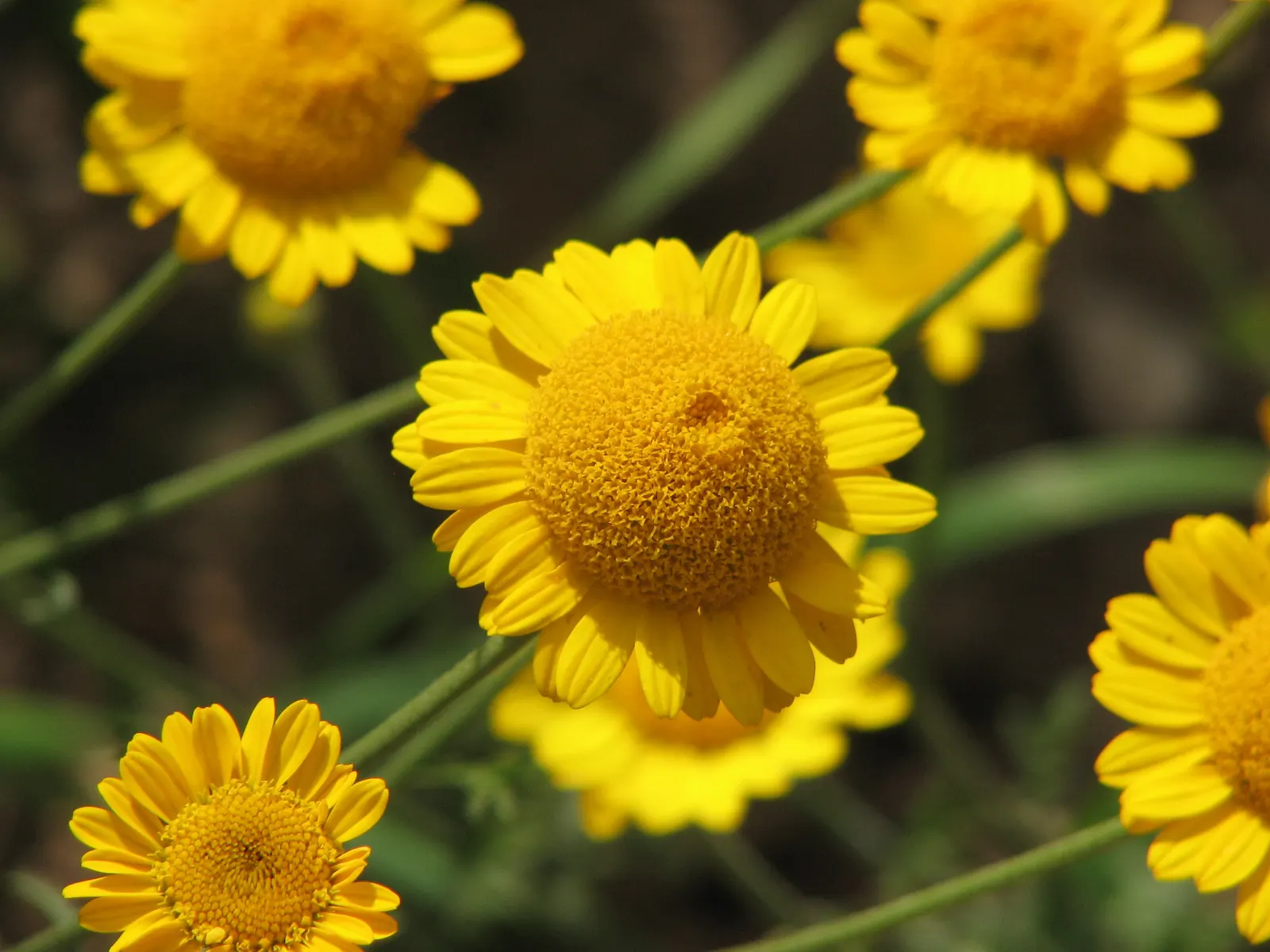Golden Marguerite (Anthemis Tinctoria) — The golden-yellow blossoms; deadheading is recommended, image 84