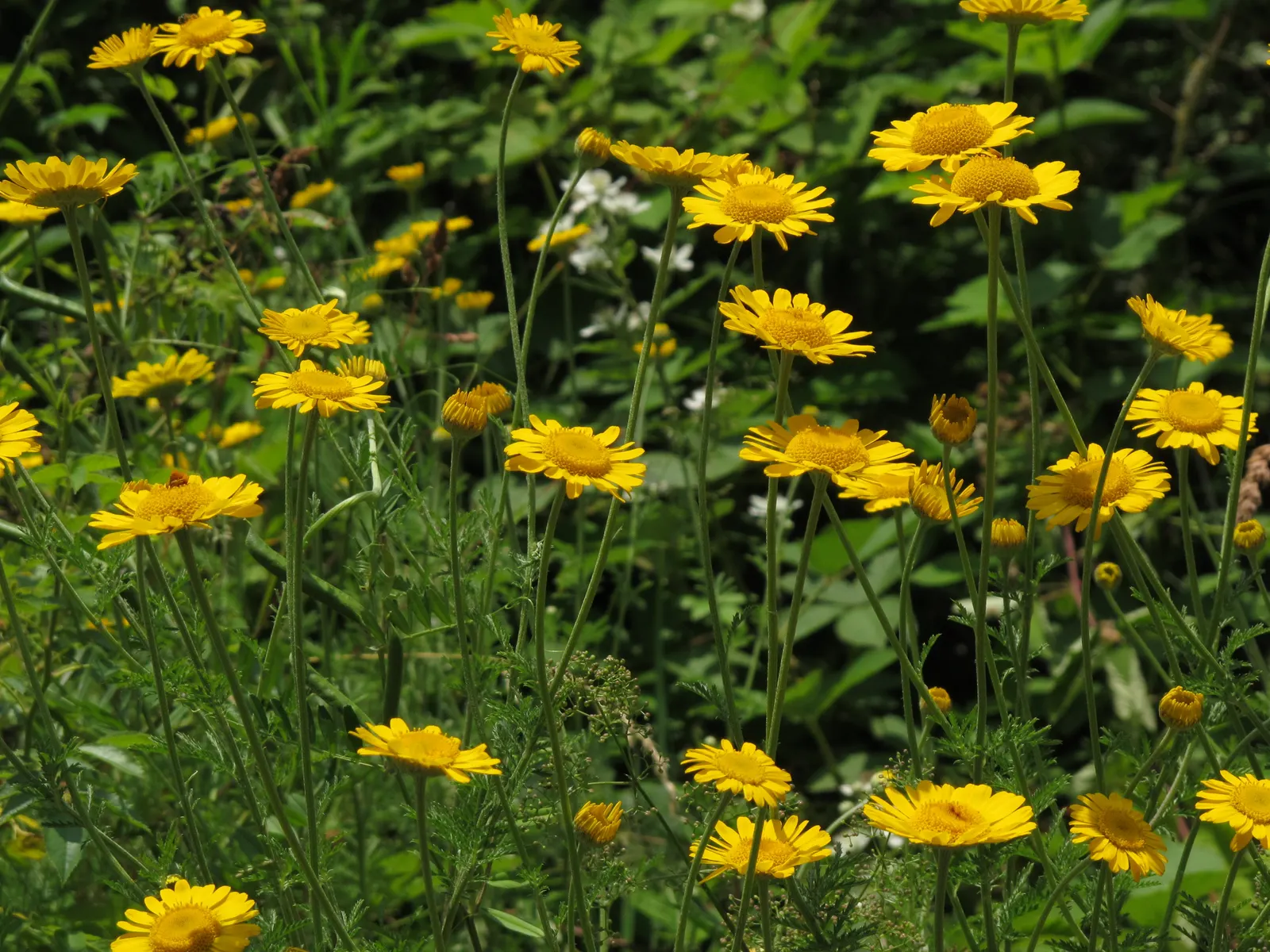 Golden Marguerite (Anthemis Tinctoria) — yellow flowers in the garden; ideal for borders, its flowering season spans from early summer to fall, image 112