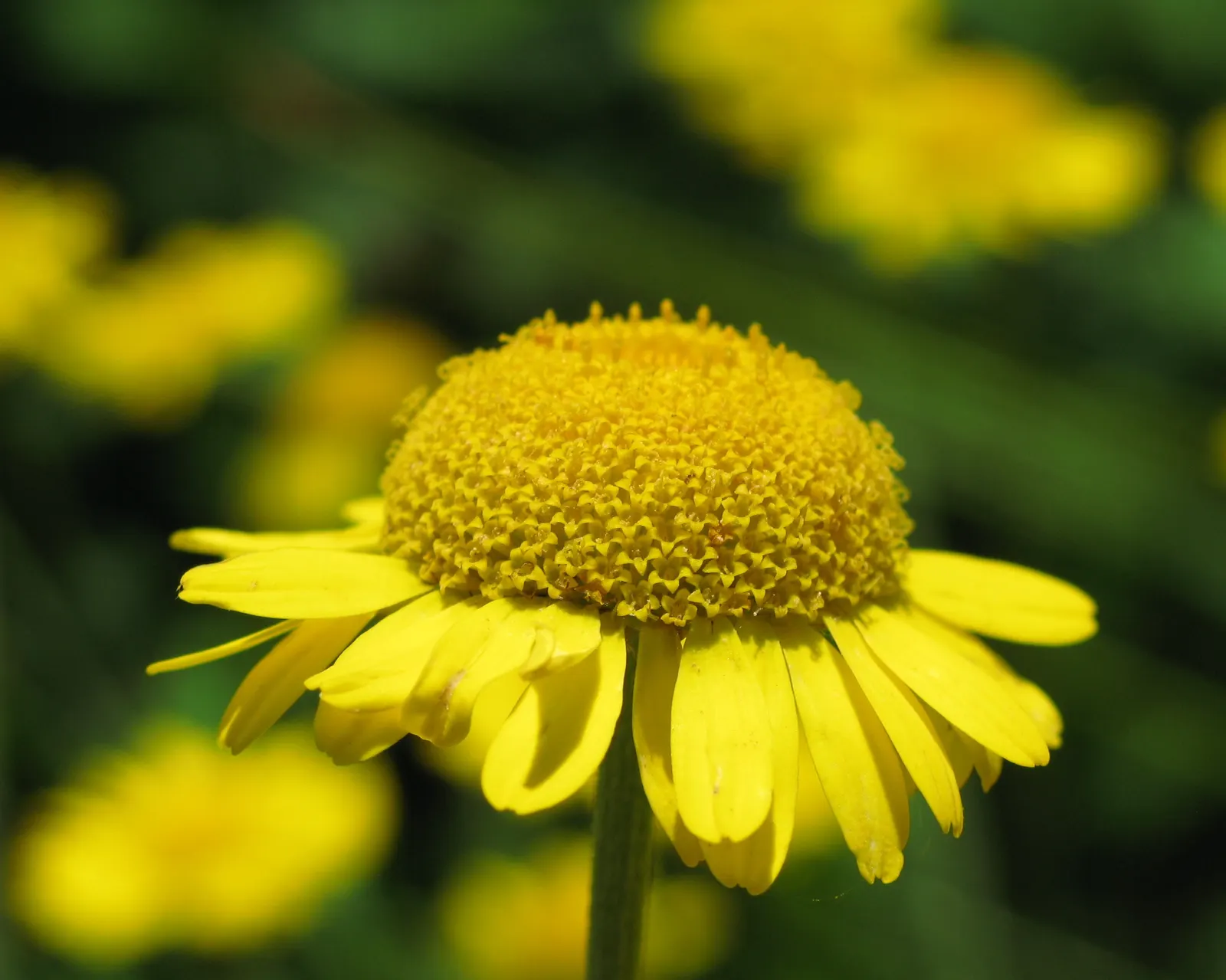 Golden Marguerite (Anthemis Tinctoria) — its blossoms are a magnet for beneficial pollinators such as bees and butterflies; perennial for full or, image 52