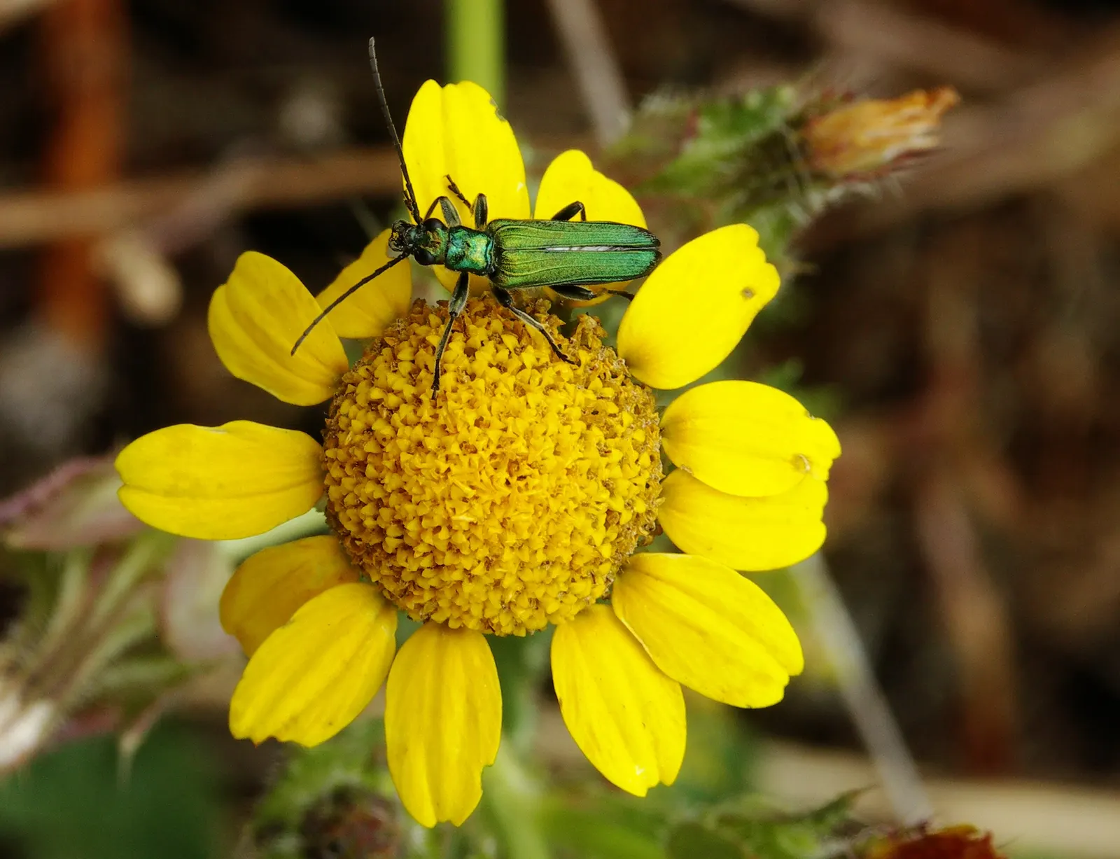 Golden Marguerite (Anthemis Tinctoria) — Drought tolerance and minimal maintenance make it a practical choice for vibrant, hassle-free landscapes, image 98