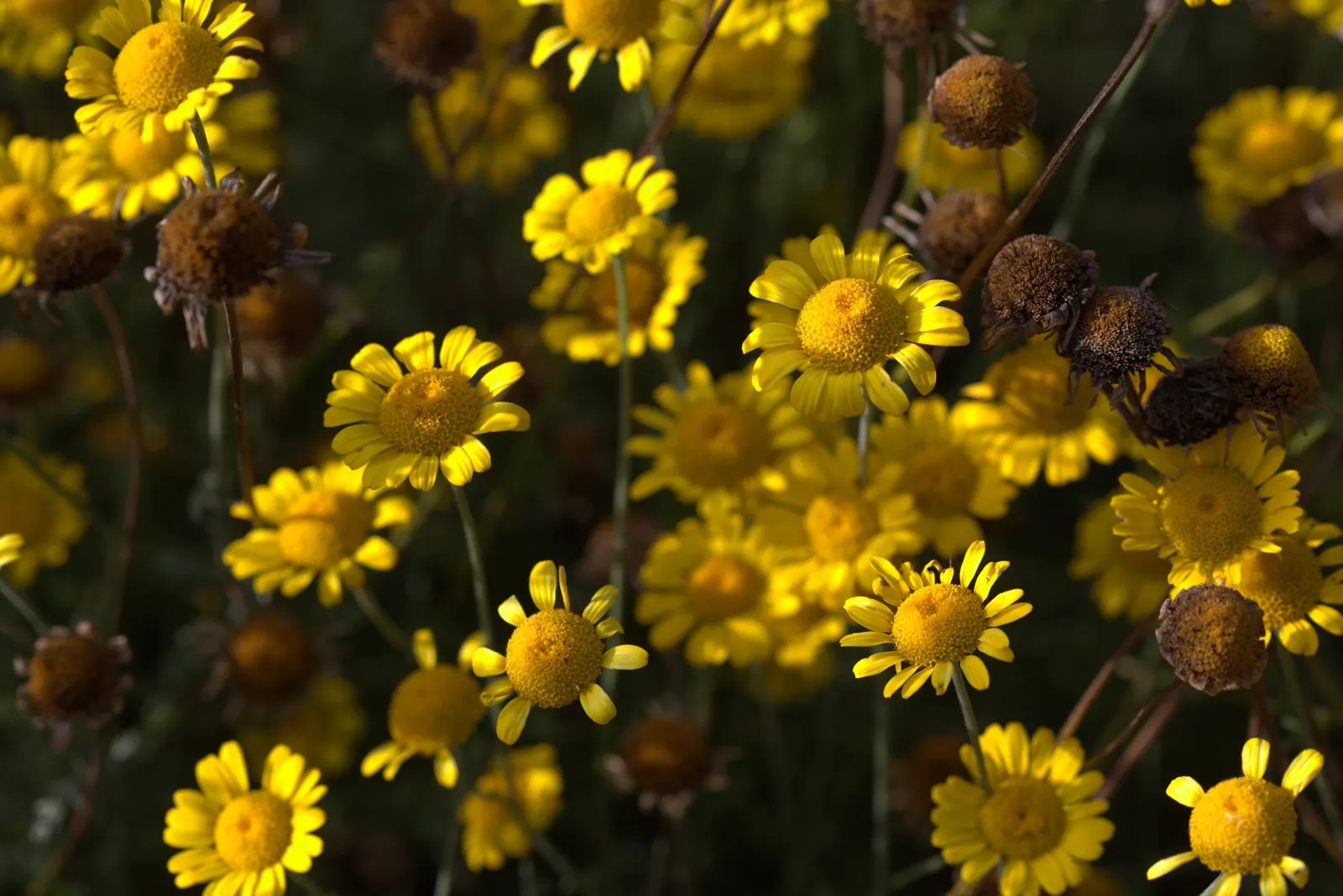 Golden Marguerite (Anthemis Tinctoria) — perennial with yellow blooms; approximately 1 to 2 inches in diameter, image 94