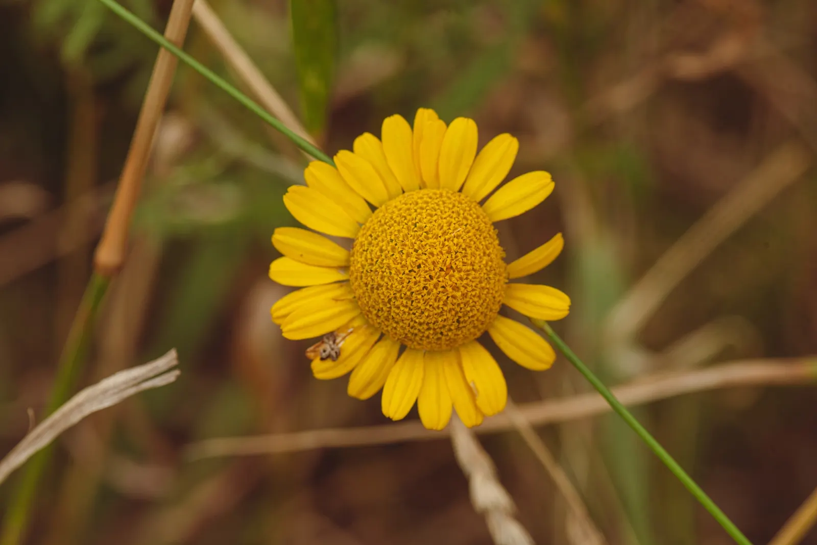 Golden Marguerite (Anthemis Tinctoria) — Drought tolerance and minimal maintenance make it a practical choice for vibrant, hassle-free landscapes, image 136