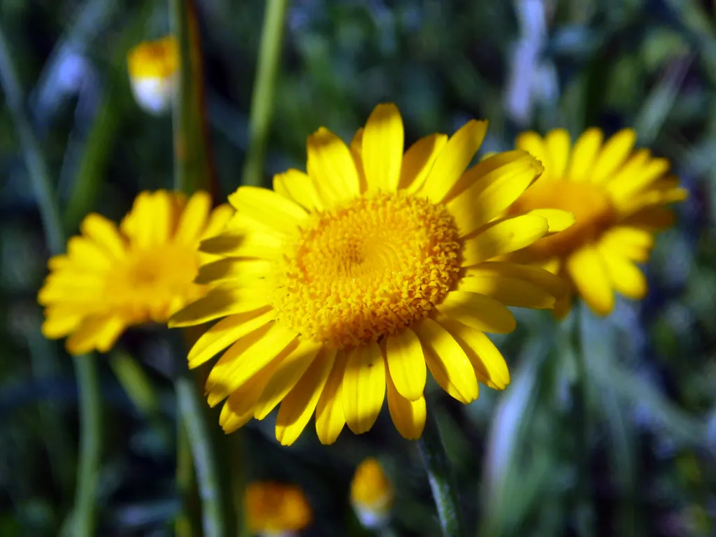 Golden Marguerite (Anthemis Tinctoria) — and while it is relatively drought-tolerant once established; is a vibrant perennial herb famed for its, image 107